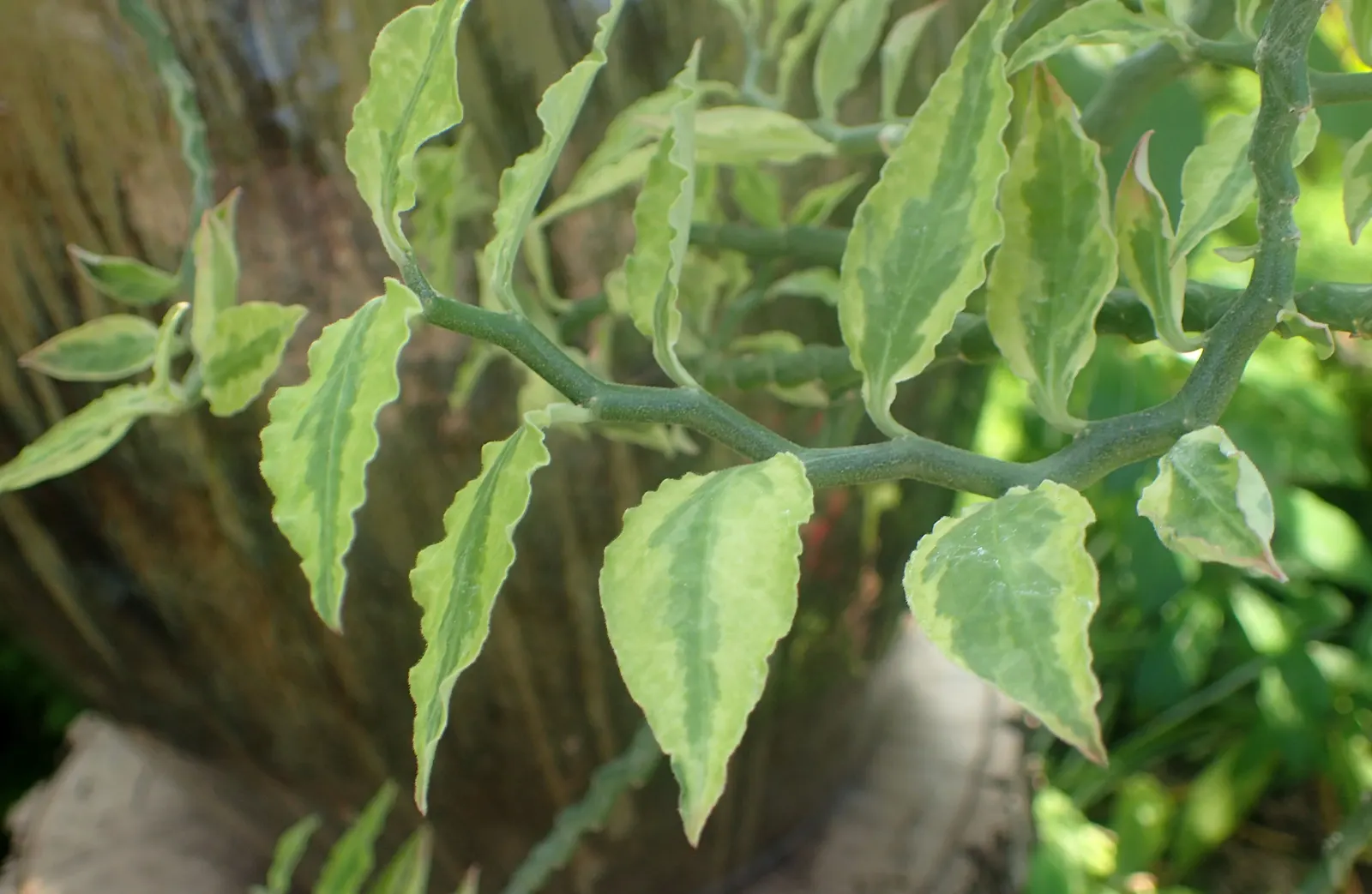 Slipper Plant (Pedilanthus Macrocarpus) — It requires minimal water once established; emerge prominently from the stems in spring and sporadically throughout