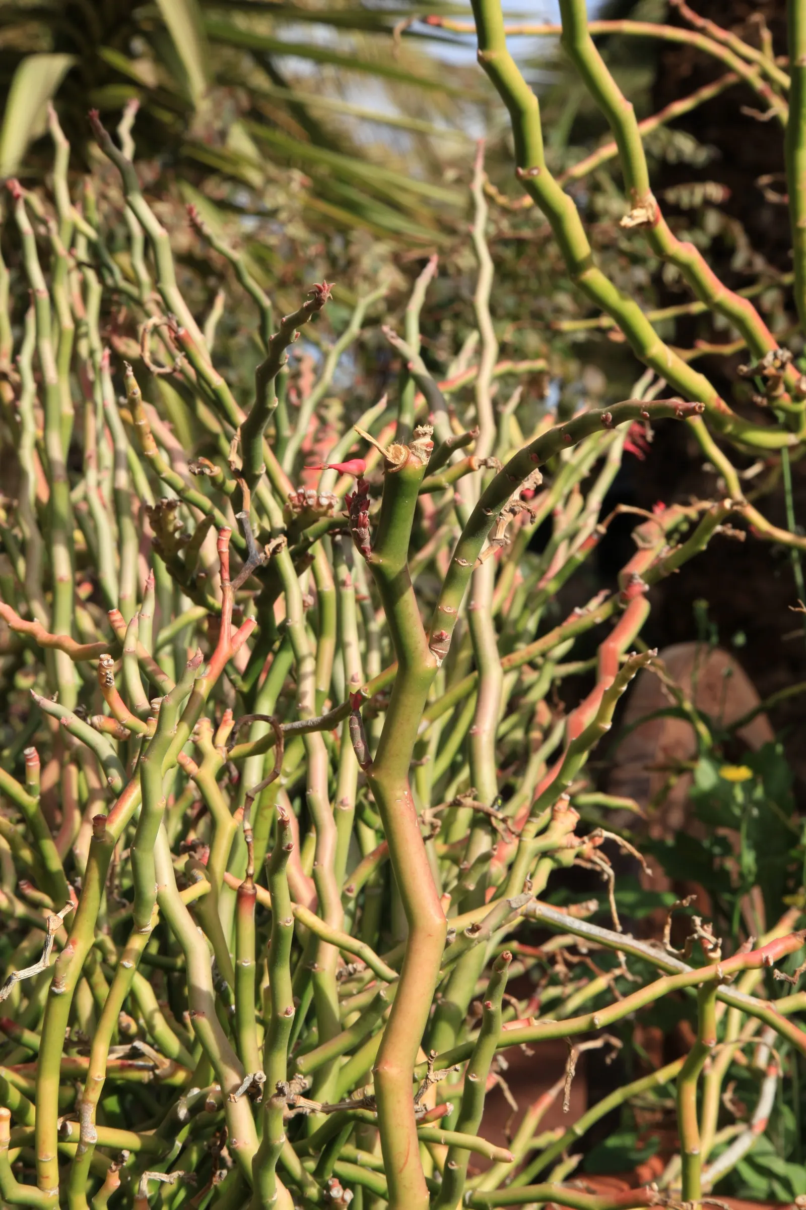 Slipper Plant (Pedilanthus Macrocarpus) — scientifically known as Pedilanthus macrocarpus; giving it a substantial presence in the garden, image 64