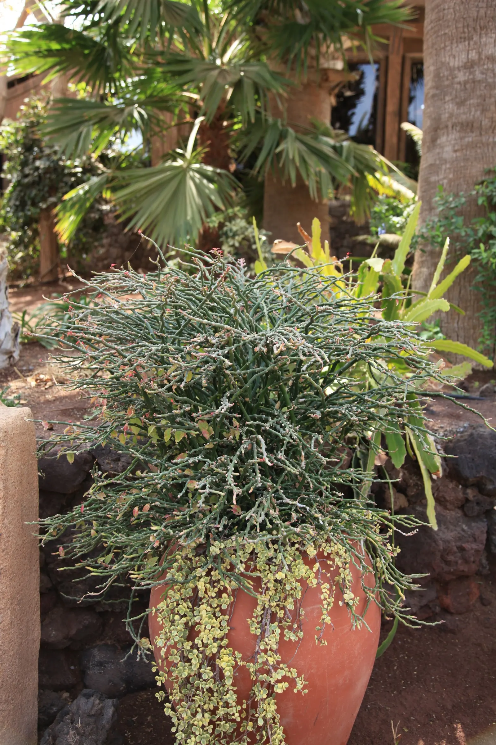 Slipper Plant (Pedilanthus Macrocarpus) — scientifically known as Pedilanthus macrocarpus