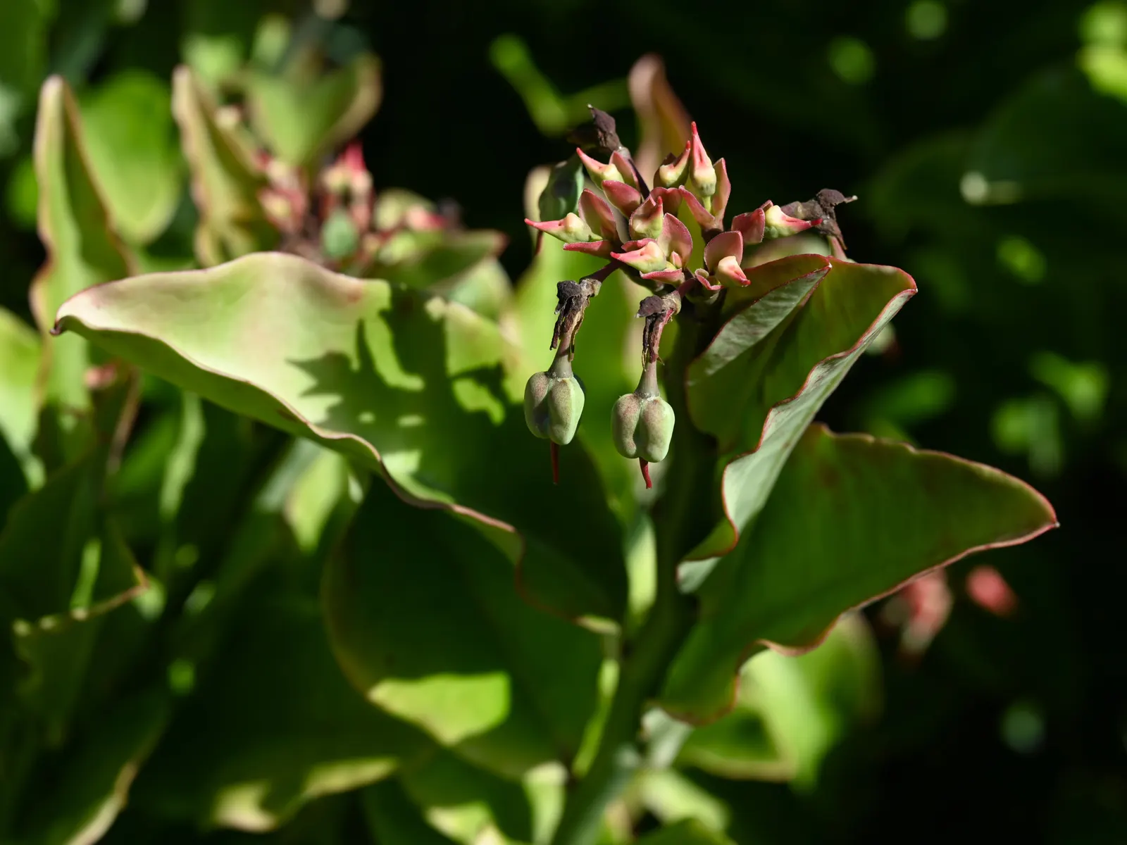 Slipper Plant (Pedilanthus Macrocarpus) — This evergreen perennial exhibits an upright growth habit