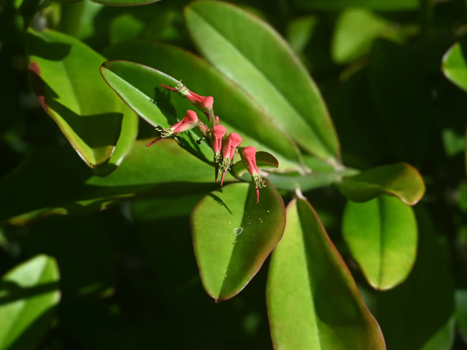 Slipper Plant (Pedilanthus Macrocarpus) — This evergreen perennial exhibits an upright growth habit; which may reach up to 1.5 to 2 inches in length, image 65