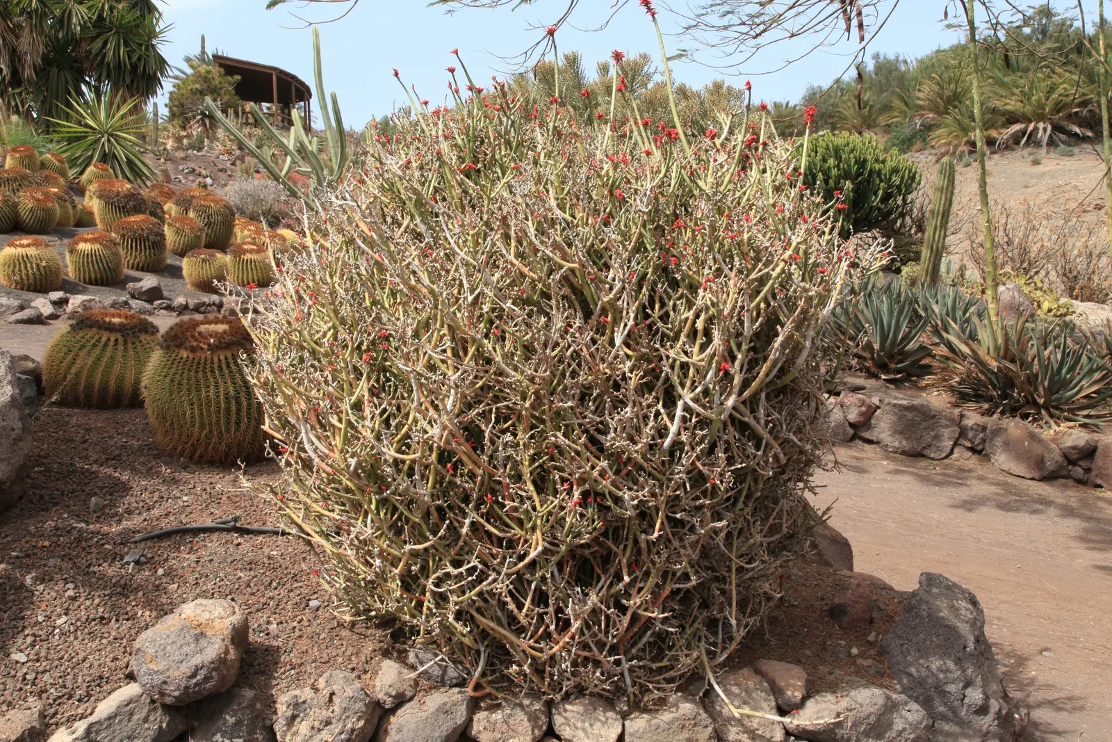 Slipper Plant (Pedilanthus Macrocarpus) — zigzagging stems and slipper-shaped yellow-green blooms that can appear year-round in warm climates