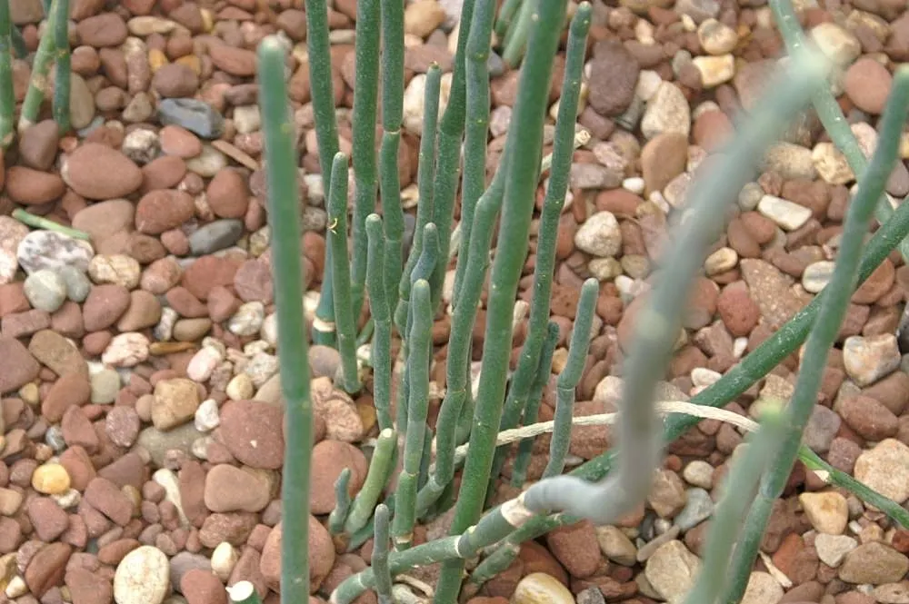 Slipper Plant (Pedilanthus Macrocarpus) — which may reach up to 1.5 to 2 inches in length