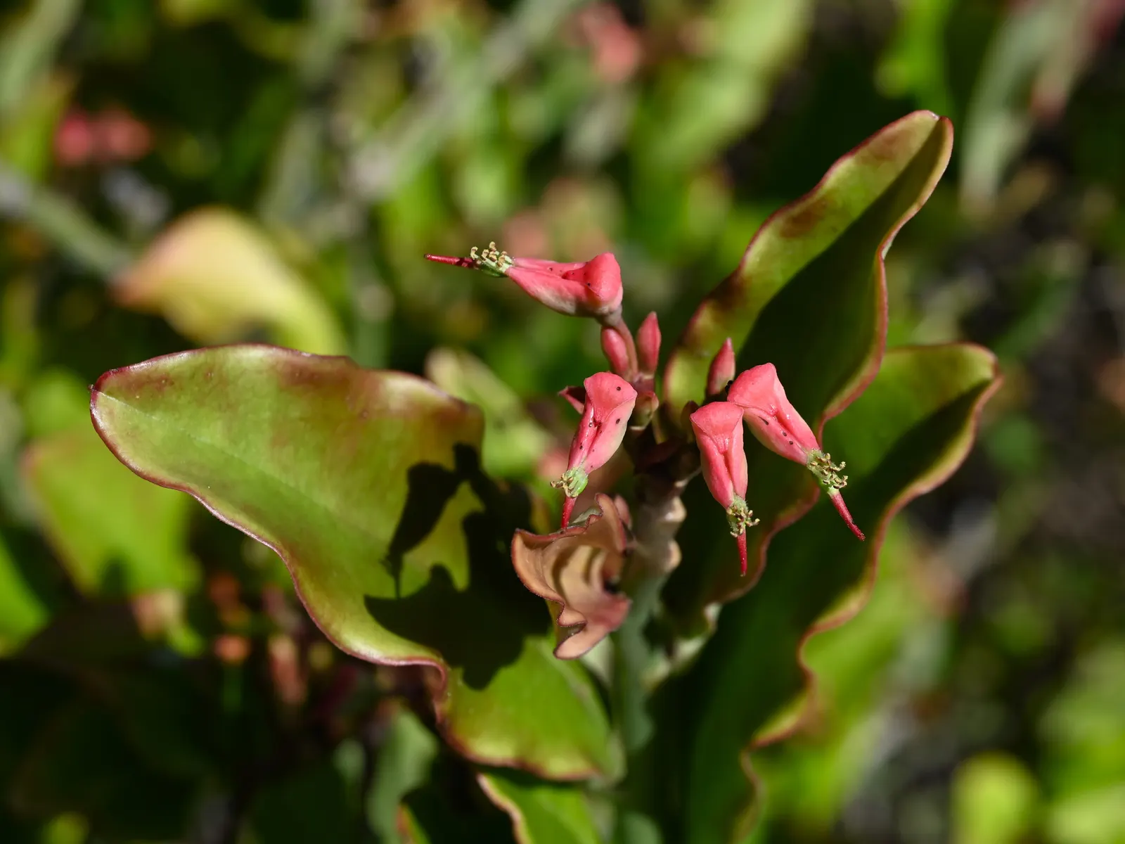 Slipper Plant (Pedilanthus Macrocarpus) — succulent with red blooms