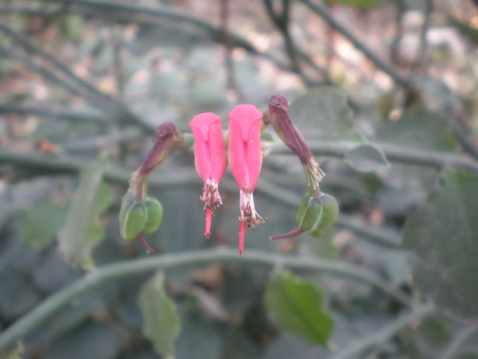 Slipper Plant (Pedilanthus Macrocarpus) — reaching 2-4 ft in height