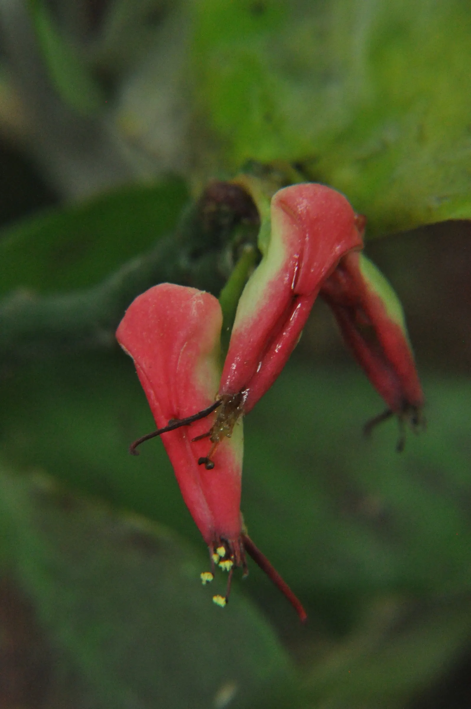 Slipper Plant (Pedilanthus Macrocarpus) — giving it a substantial presence in the garden layout.<br><br>Hailing from the rocky terrains of Mexico