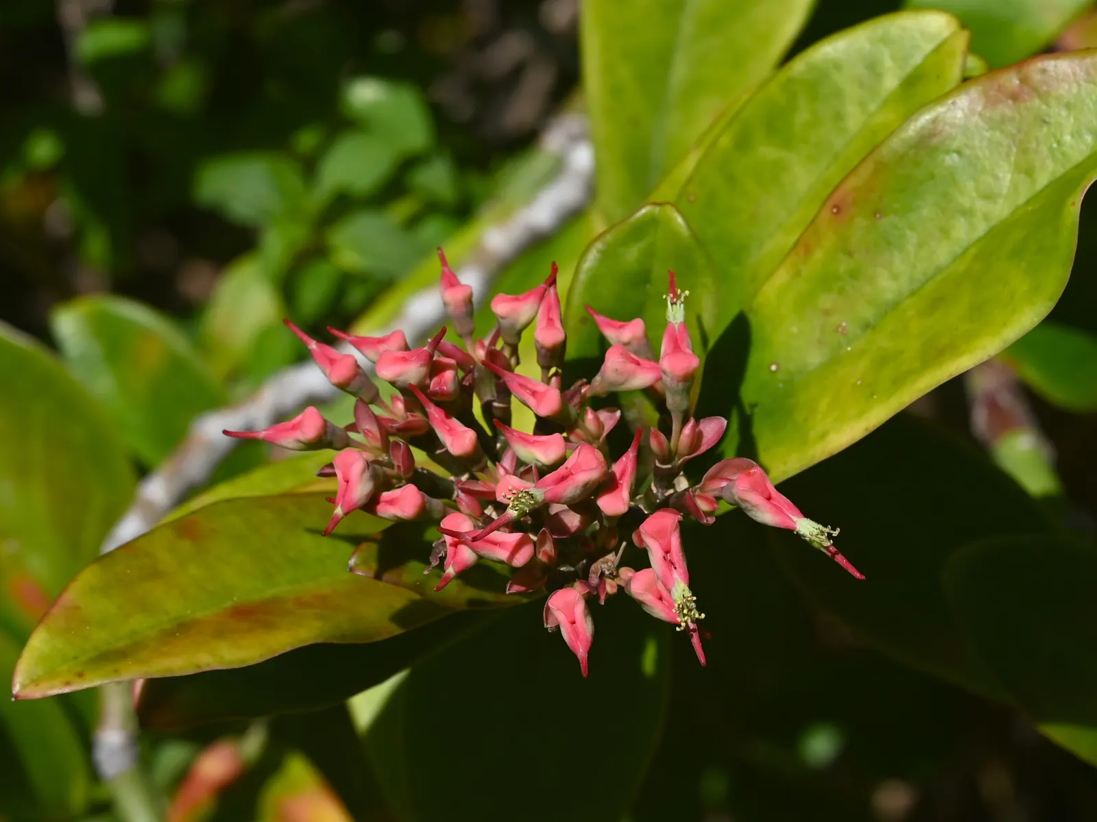Slipper Plant (Pedilanthus Macrocarpus) — the Slipper Flower is well-suited to USDA Plant Hardiness Zones 9 through 11