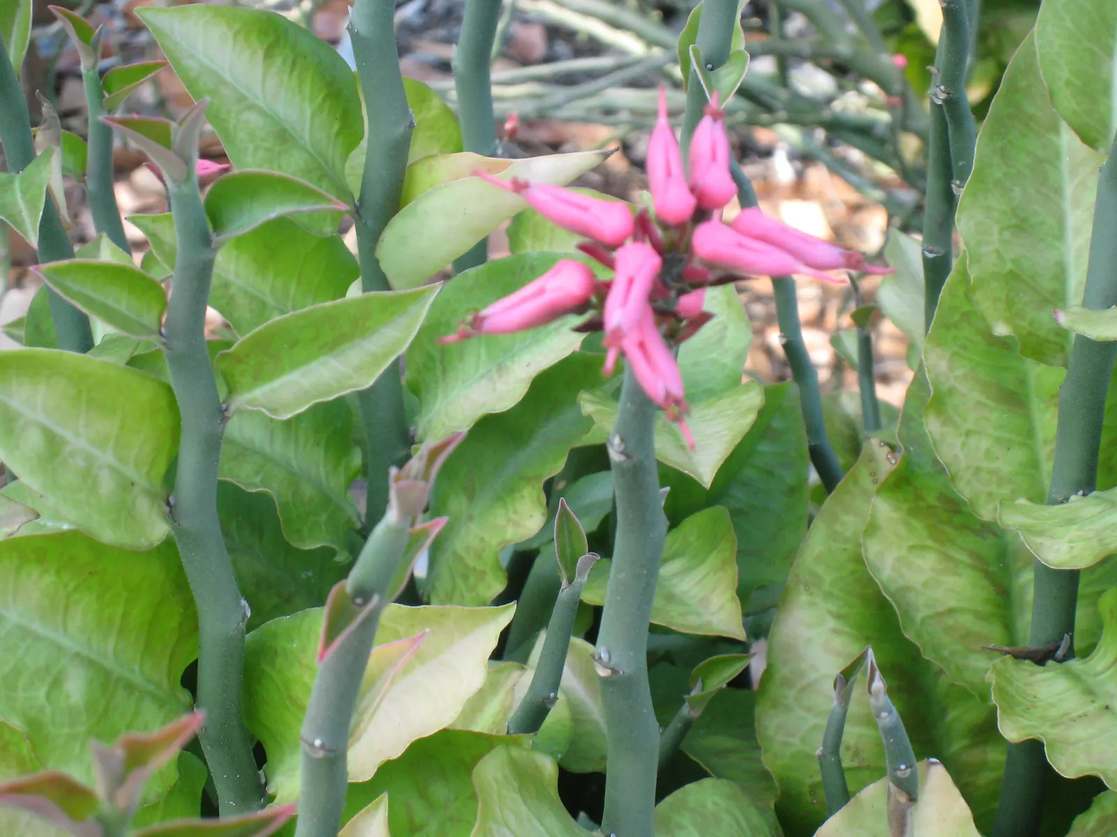 Slipper Plant (Pedilanthus Macrocarpus) — Preferring full sun, it requires minimal water upon establishment, image 59
