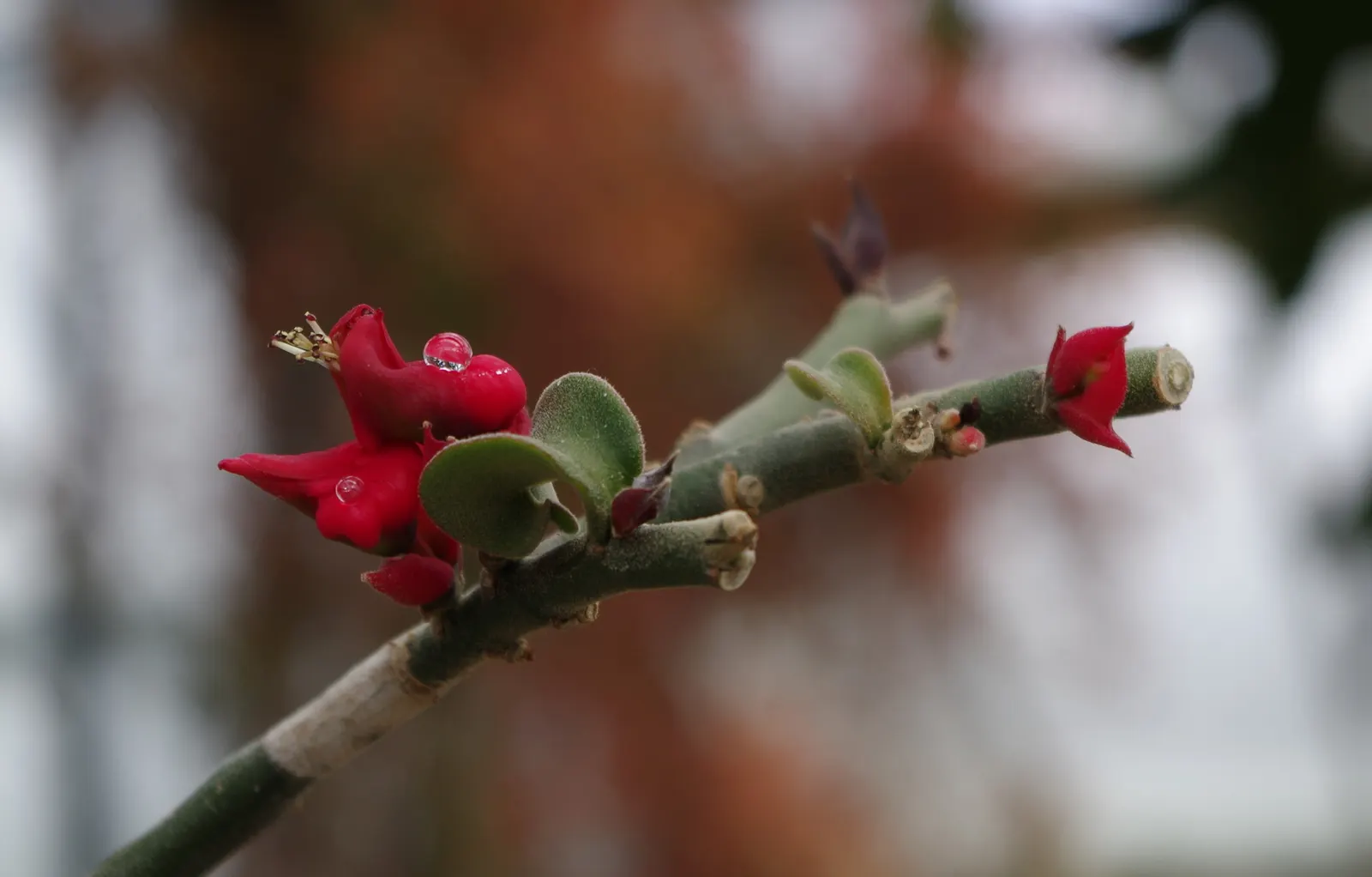 Slipper Plant (Pedilanthus Macrocarpus) — zigzagging stems and slipper-shaped yellow-green blooms that can appear year-round in warm climates; red flowers in