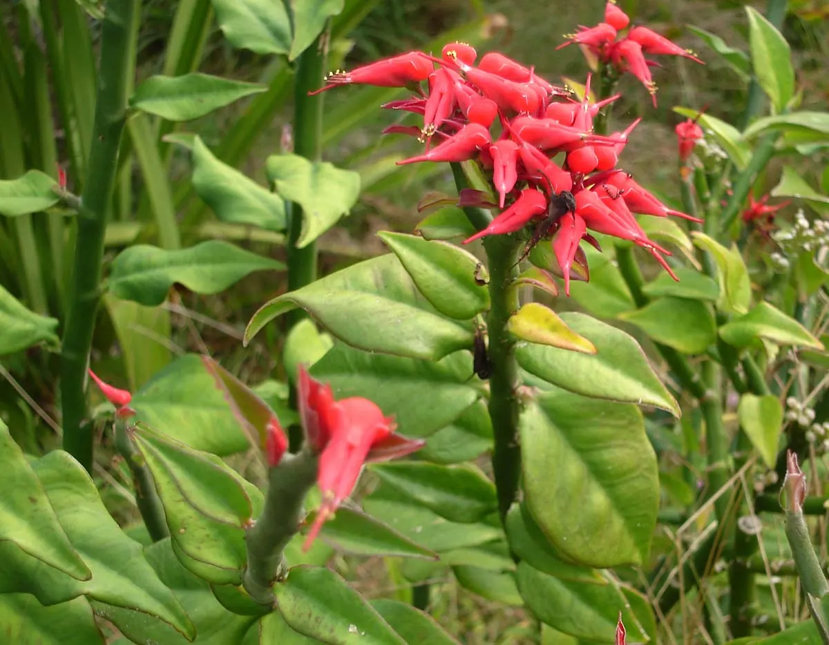 Slipper Plant (Pedilanthus Macrocarpus) — Slipper Flower (Pedilanthus macrocarpus) is a distinctive succulent shrub; zigzagging stems and, image 55