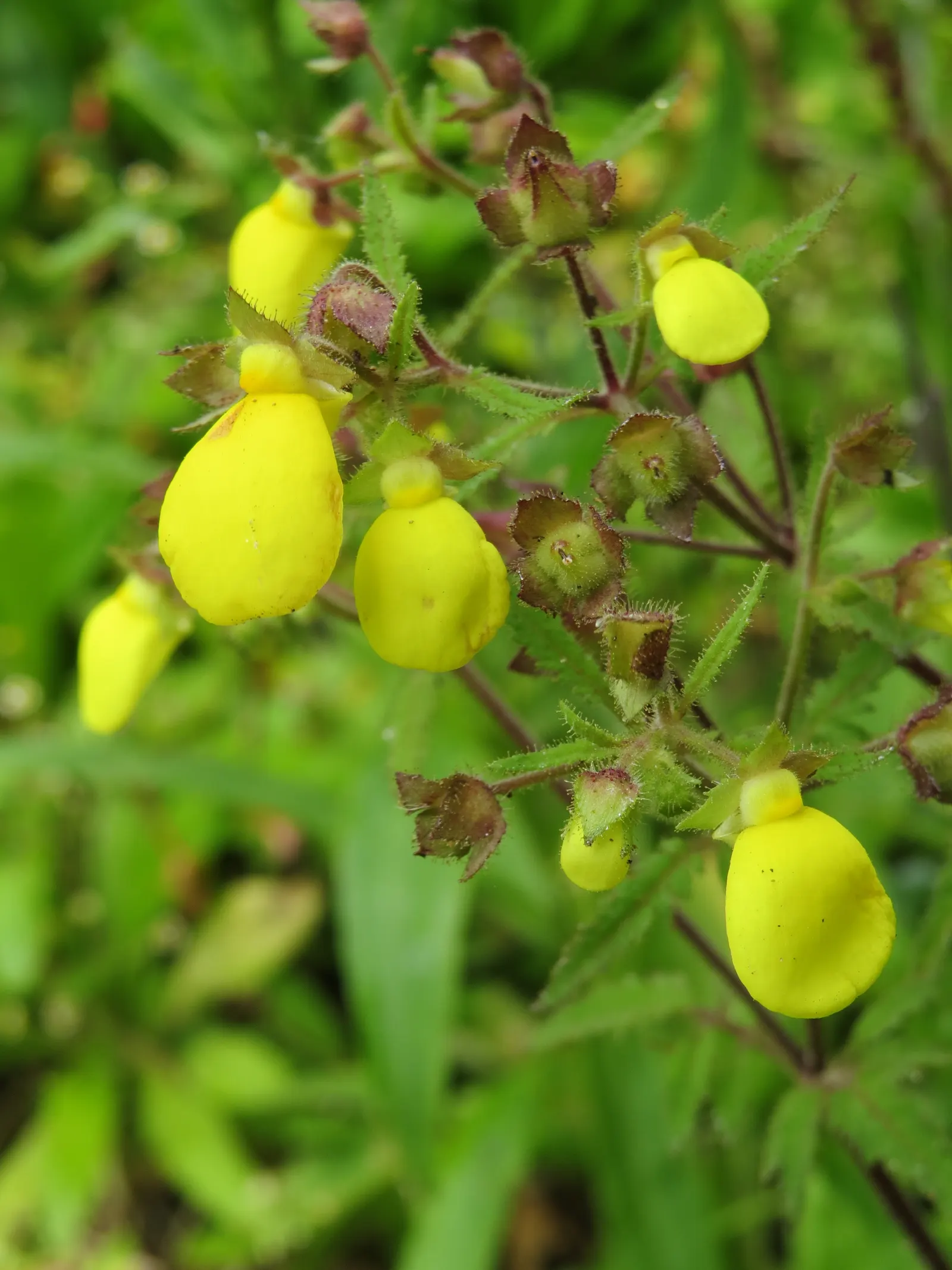 Slipper Plant (Pedilanthus Macrocarpus) — it adds an exotic touch to xeriscape gardens