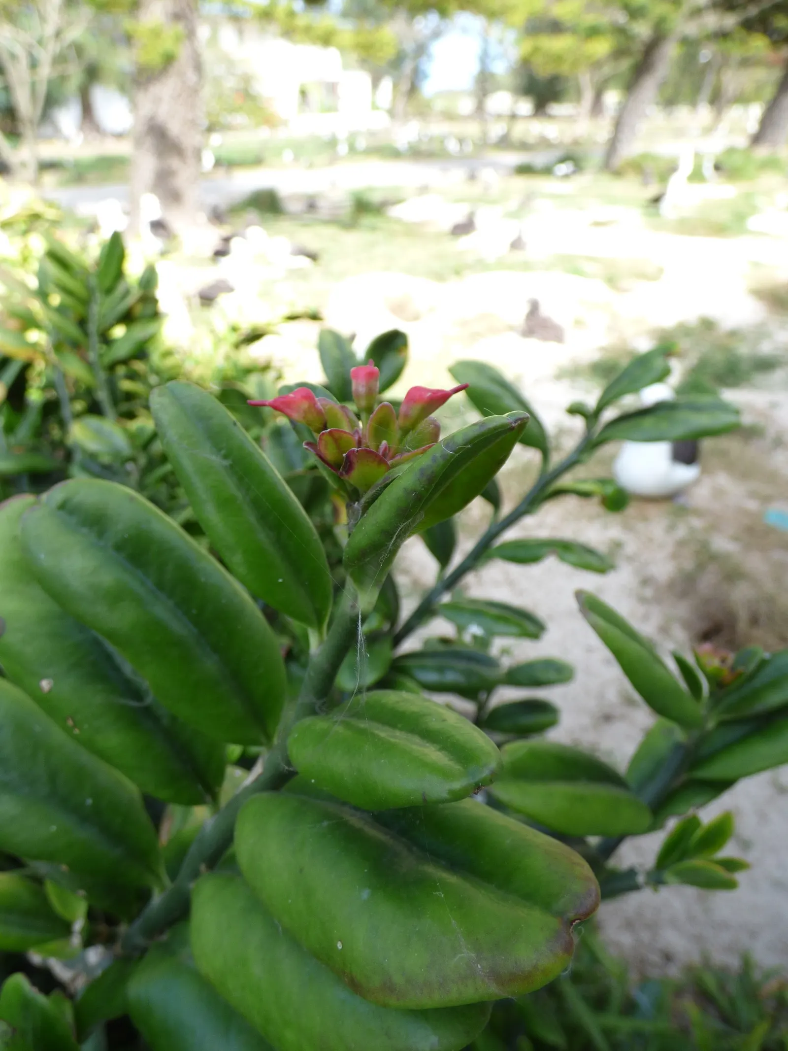 Slipper Plant (Pedilanthus Macrocarpus) — It requires minimal water once established