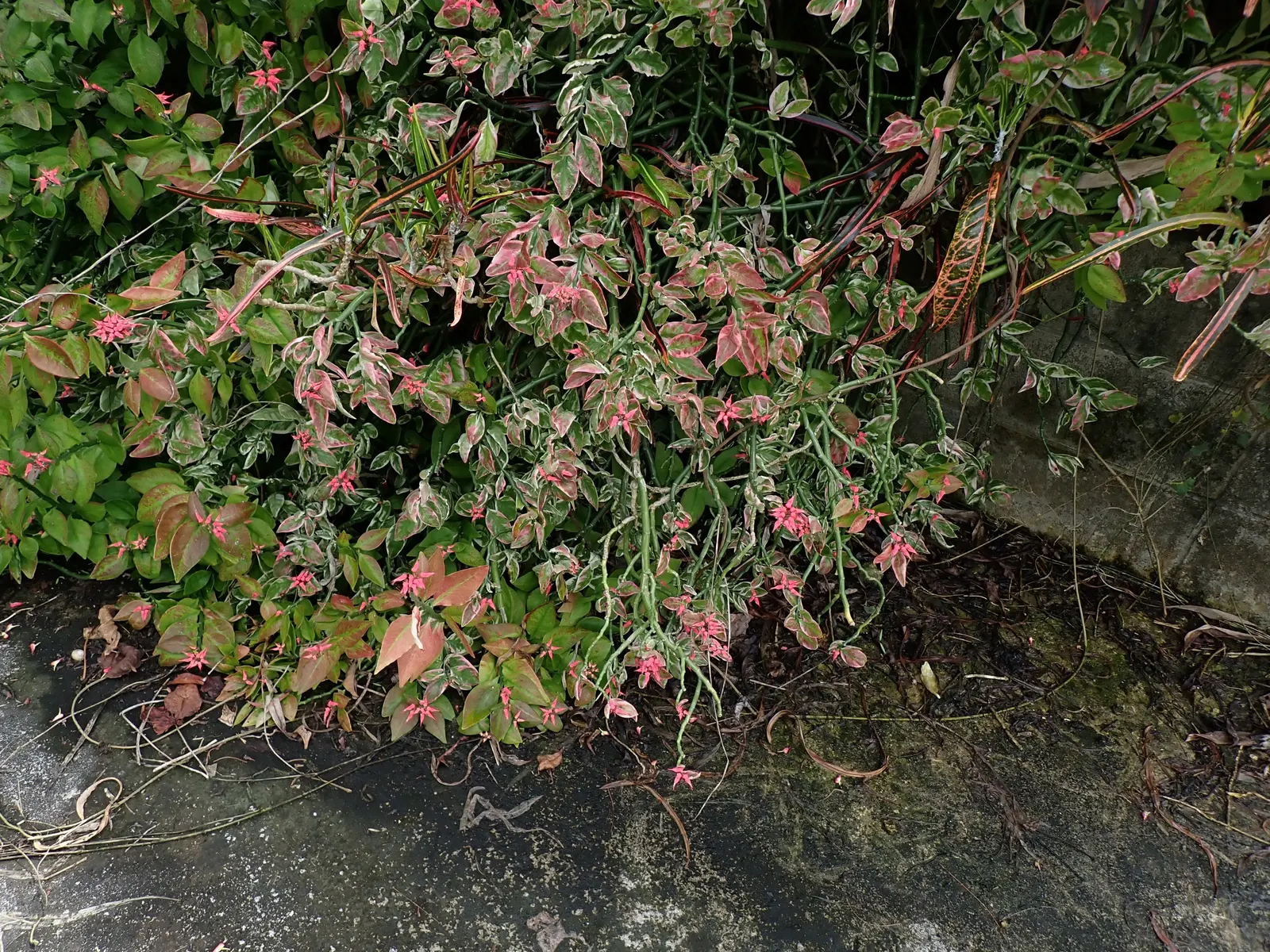 Slipper Plant (Pedilanthus Macrocarpus) — zigzagging stems and slipper-shaped yellow-green blooms that can appear year-round in warm climates; red, image 58