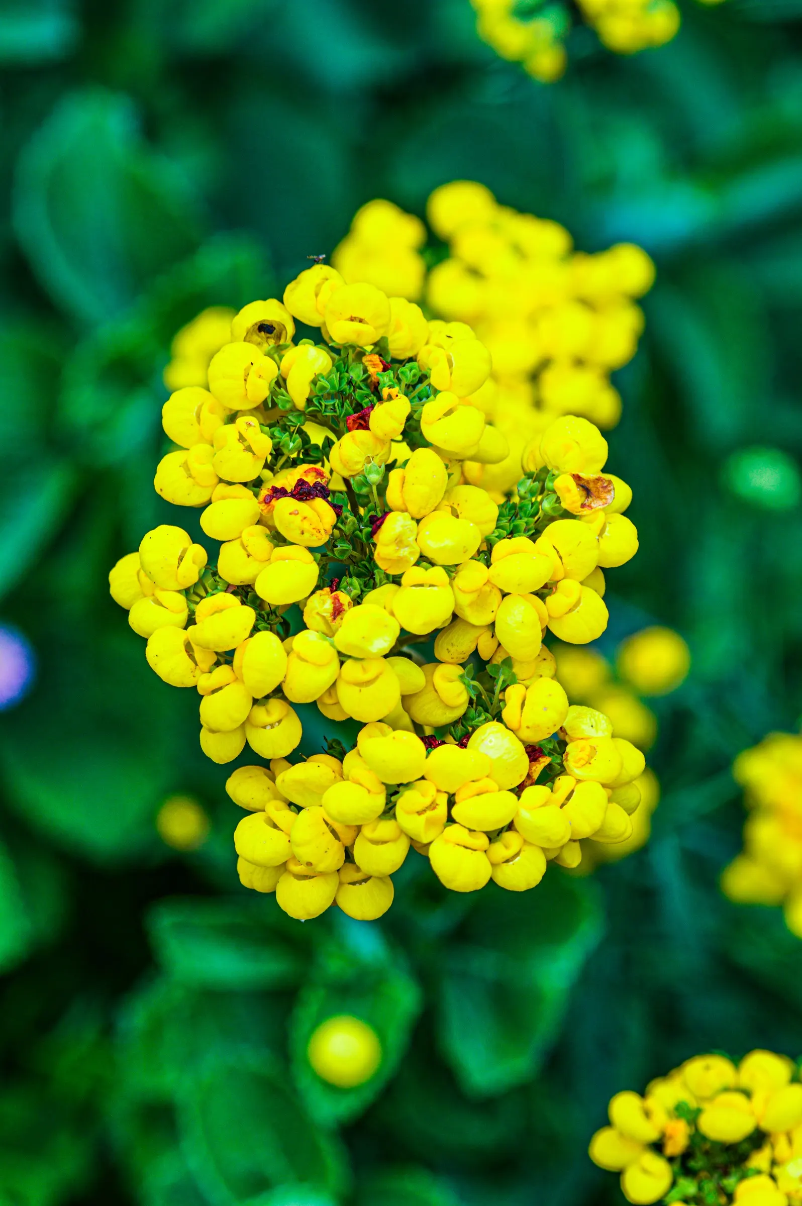 Slipper Plant (Pedilanthus Macrocarpus) — emerge prominently from the stems in spring and sporadically throughout the year; keep away from pets, as it can be