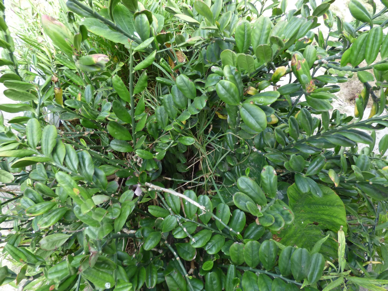 Slipper Plant (Pedilanthus Macrocarpus) — Maintain its health by ensuring good drainage and occasional trimming to shape and control size; known for its light