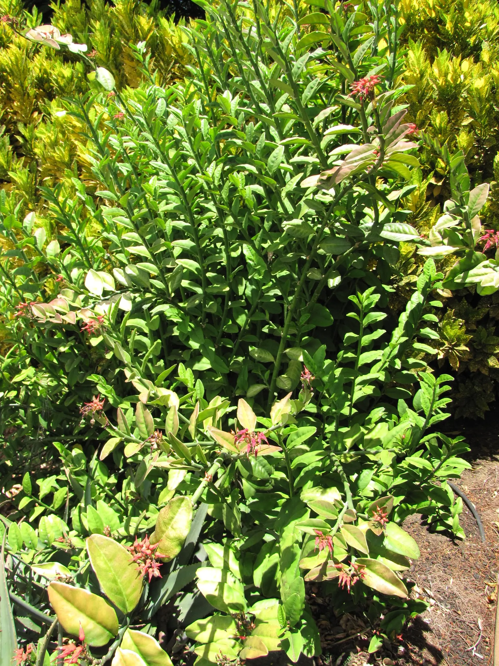Slipper Plant (Pedilanthus Macrocarpus) — scientifically known as Pedilanthus macrocarpus; giving it a substantial presence in the garden