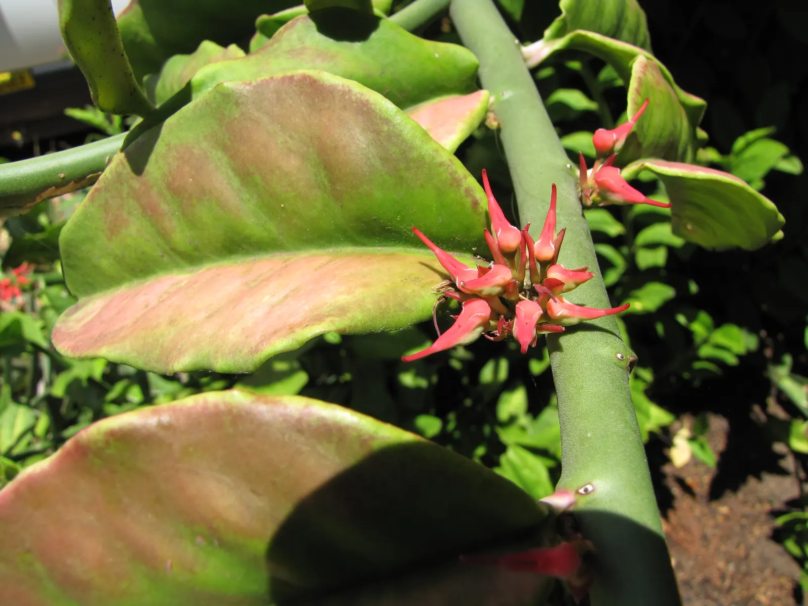 Slipper Plant (Pedilanthus Macrocarpus) — emerge prominently from the stems in spring and sporadically throughout the year