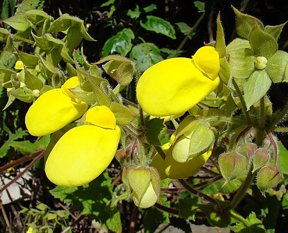 Slipper Plant (Pedilanthus Macrocarpus) — giving it a substantial presence in the garden layout.<br><br>Hailing from the rocky terrains of Mexico; it adds an