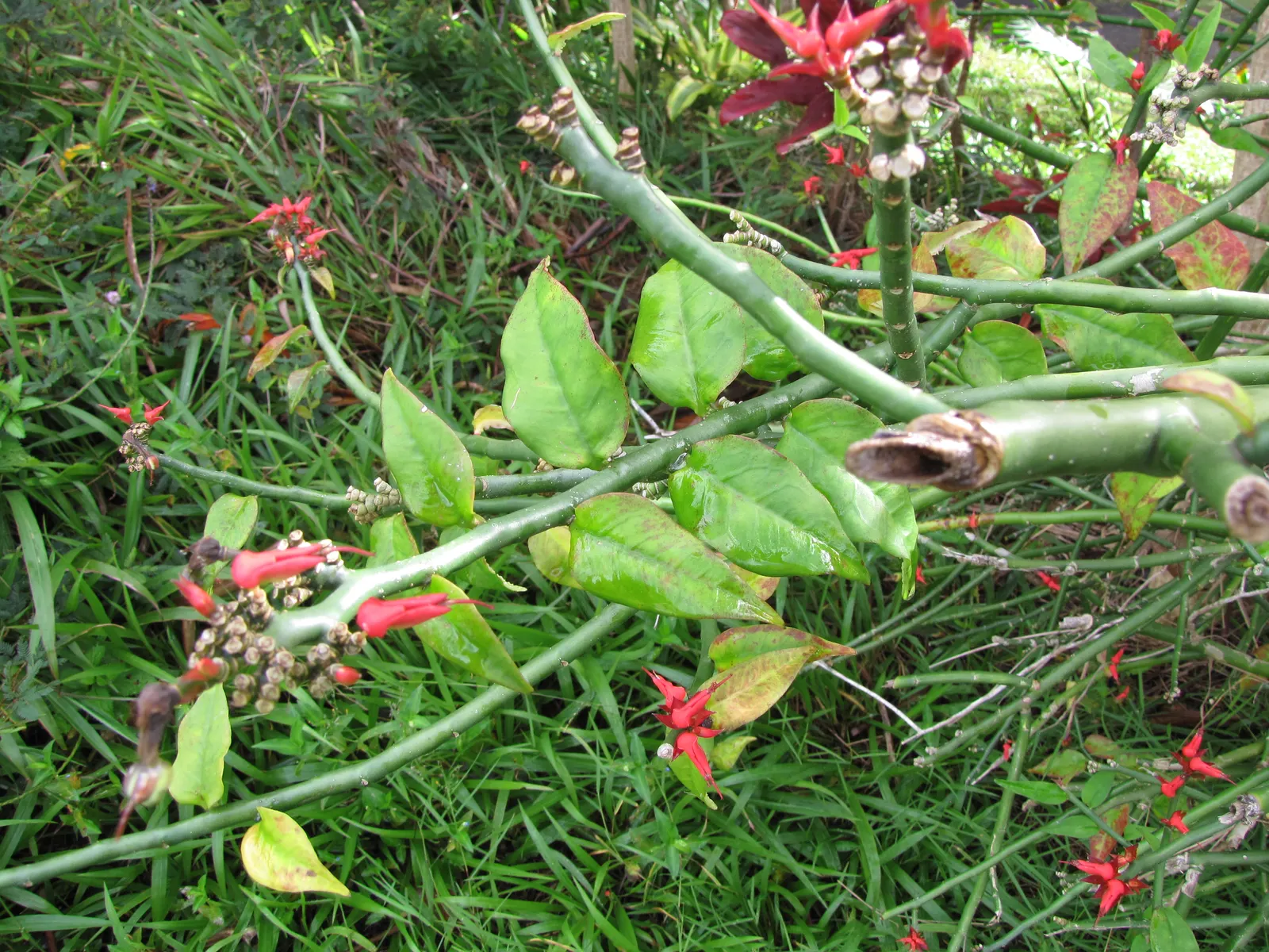 Slipper Plant (Pedilanthus Macrocarpus) — it adds an exotic touch to xeriscape gardens; however, the plant's key attraction is its curious, slipper-shaped