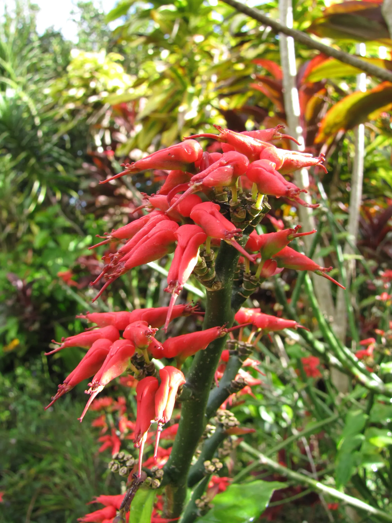 Slipper Plant (Pedilanthus Macrocarpus) — known for its light green