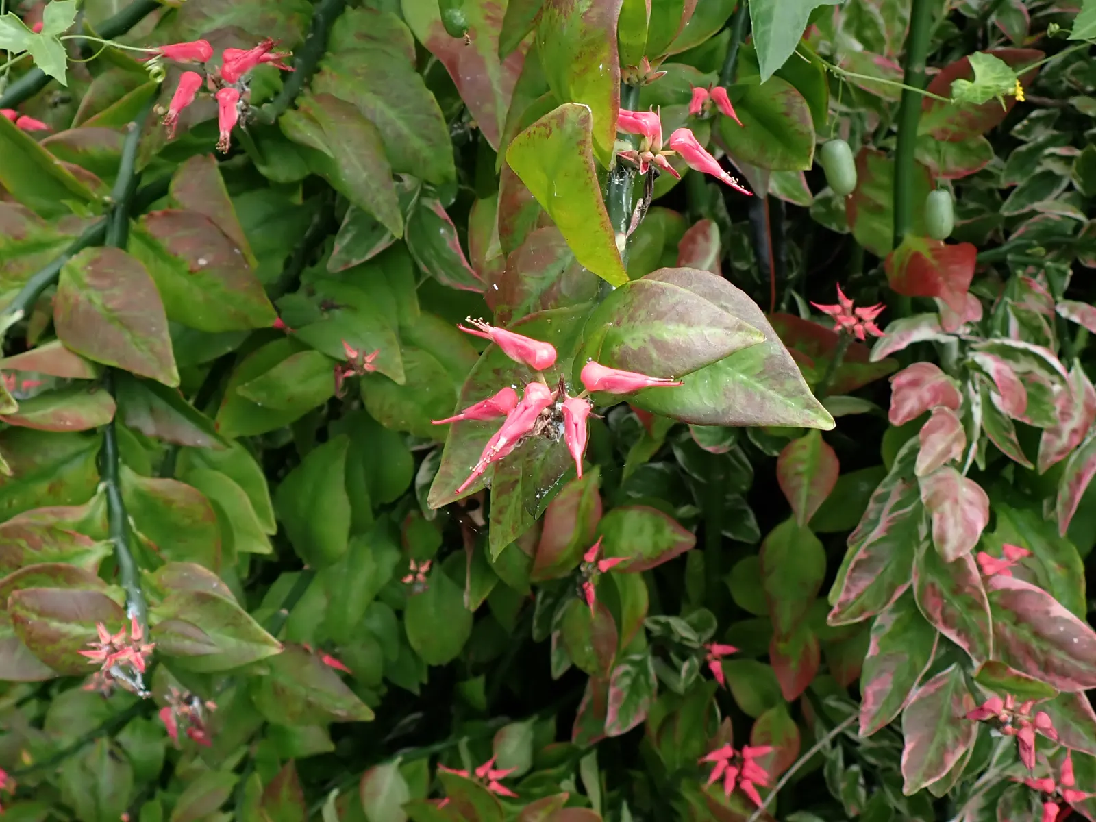 Slipper Plant (Pedilanthus Macrocarpus) — Preferring full sun, it requires minimal water upon establishment
