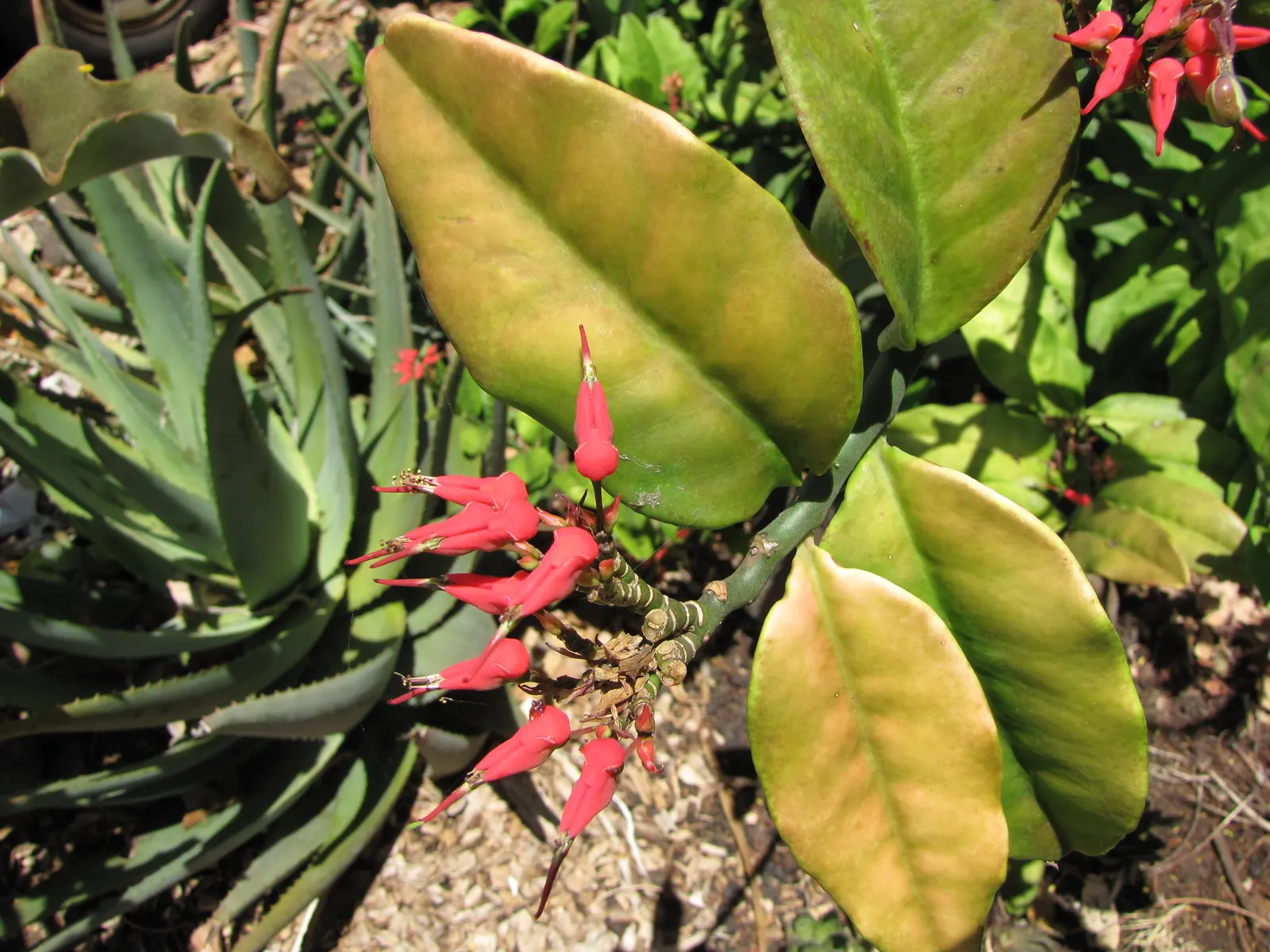 Slipper Plant (Pedilanthus Macrocarpus) — Maintain its health by ensuring good drainage and occasional trimming to shape and control size