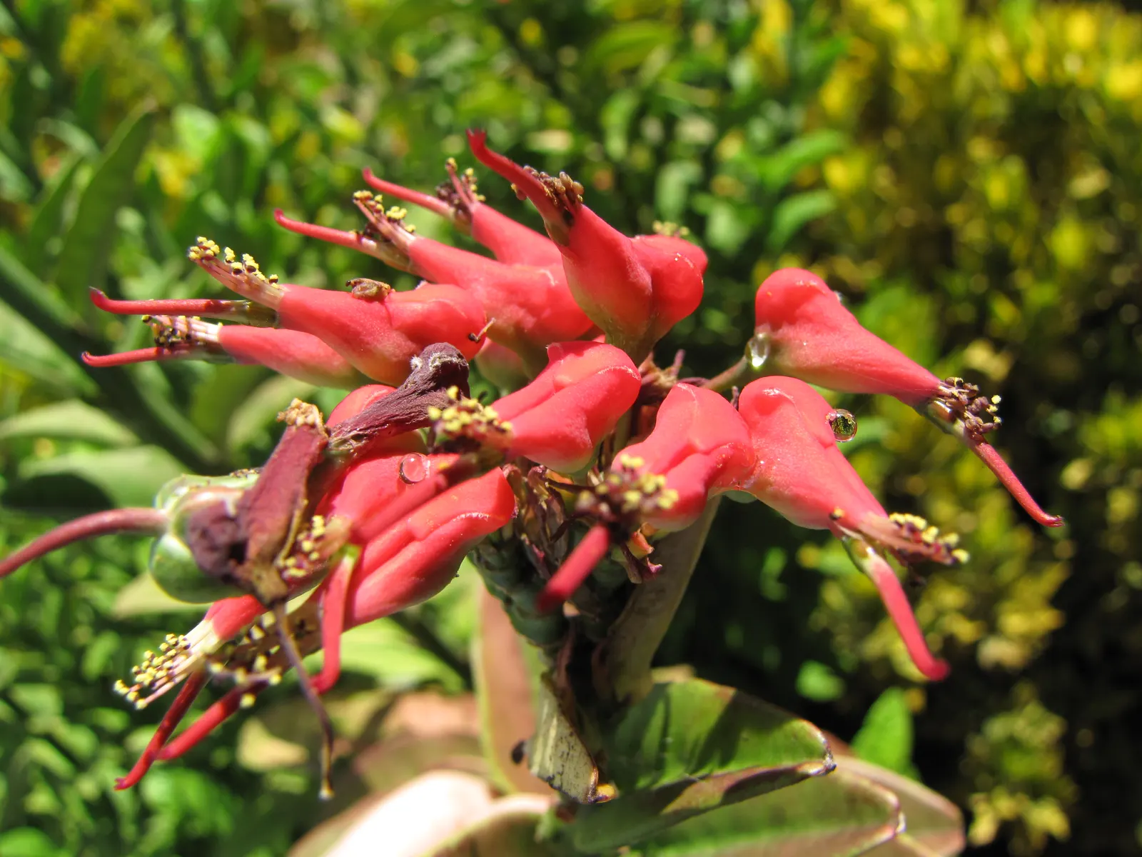 Slipper Plant (Pedilanthus Macrocarpus) — making it an excellent choice for water-wise gardens