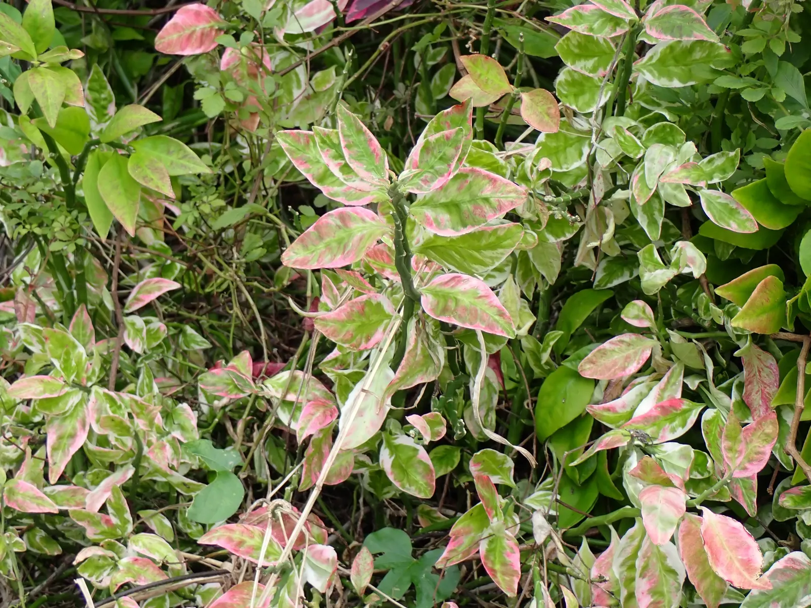 Slipper Plant (Pedilanthus Macrocarpus) — Keep away from pets, as it can be toxic if ingested; a low-maintenance and drought-tolerant choice, image 63