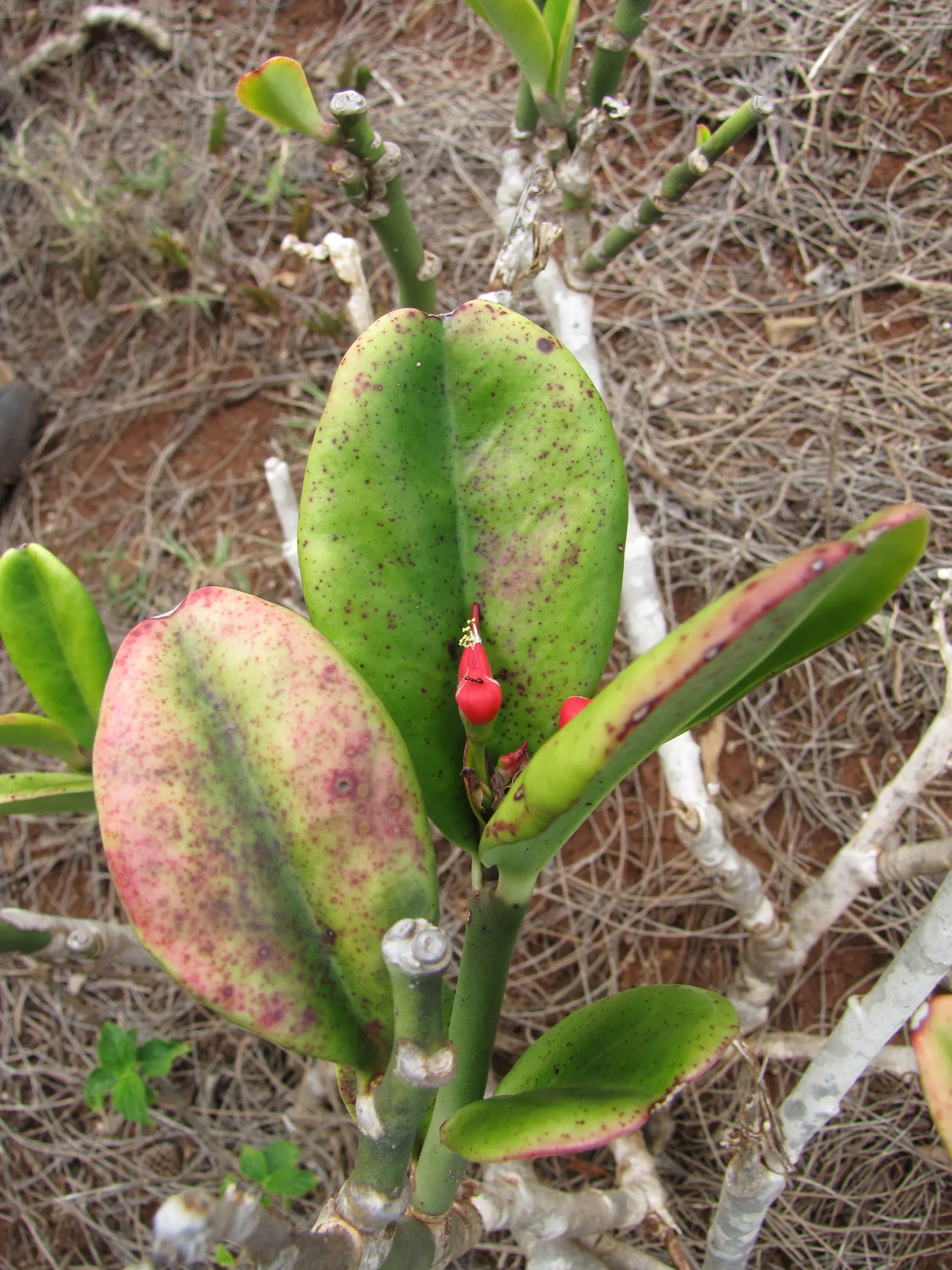 Slipper Plant (Pedilanthus Macrocarpus) — known for its light green; plant in full sunlight to part shade to ensure vigorous growth