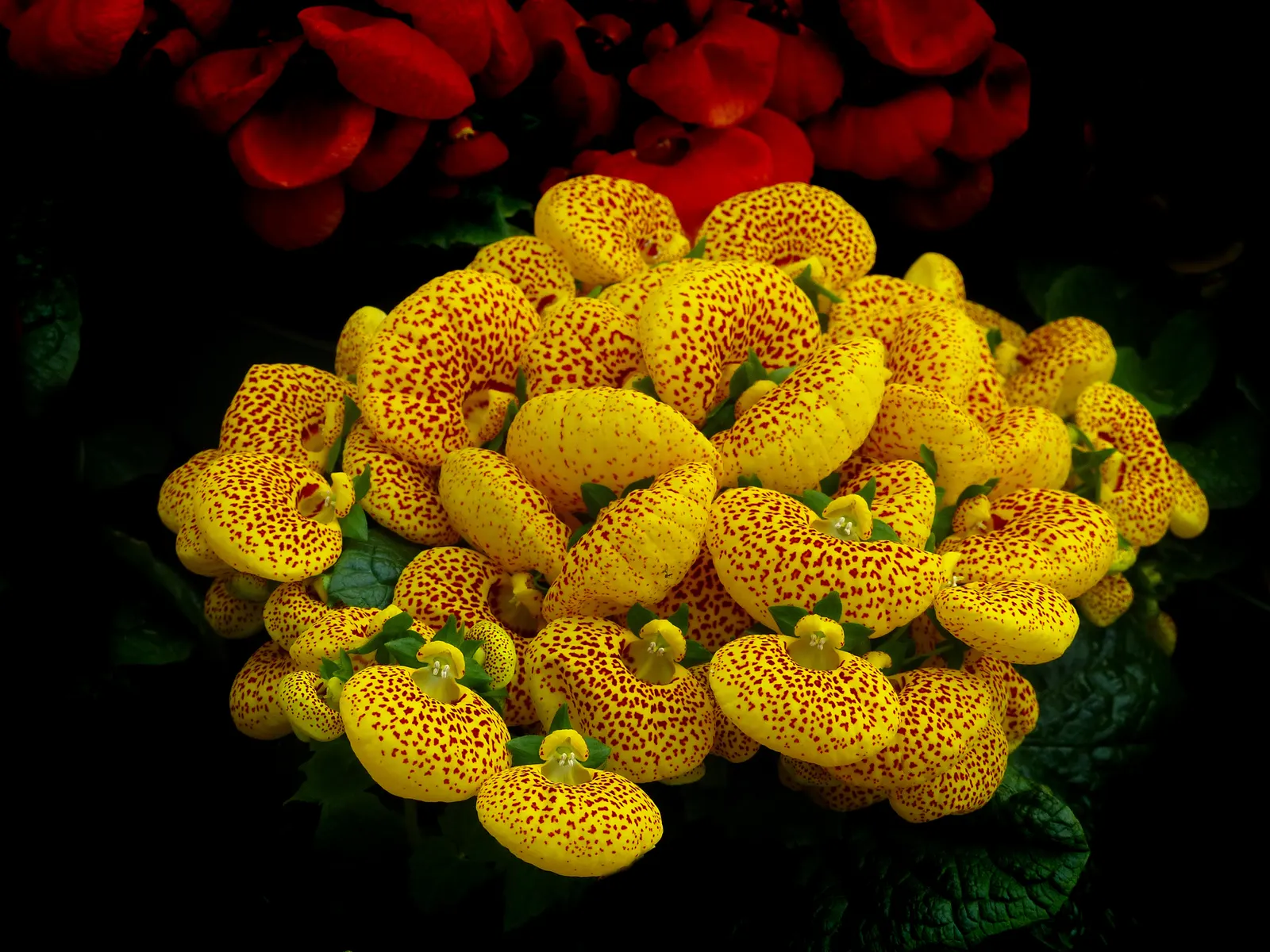 Slipper Plant (Pedilanthus Macrocarpus) — thanks to its drought resistance; thriving in USDA zones 9-11