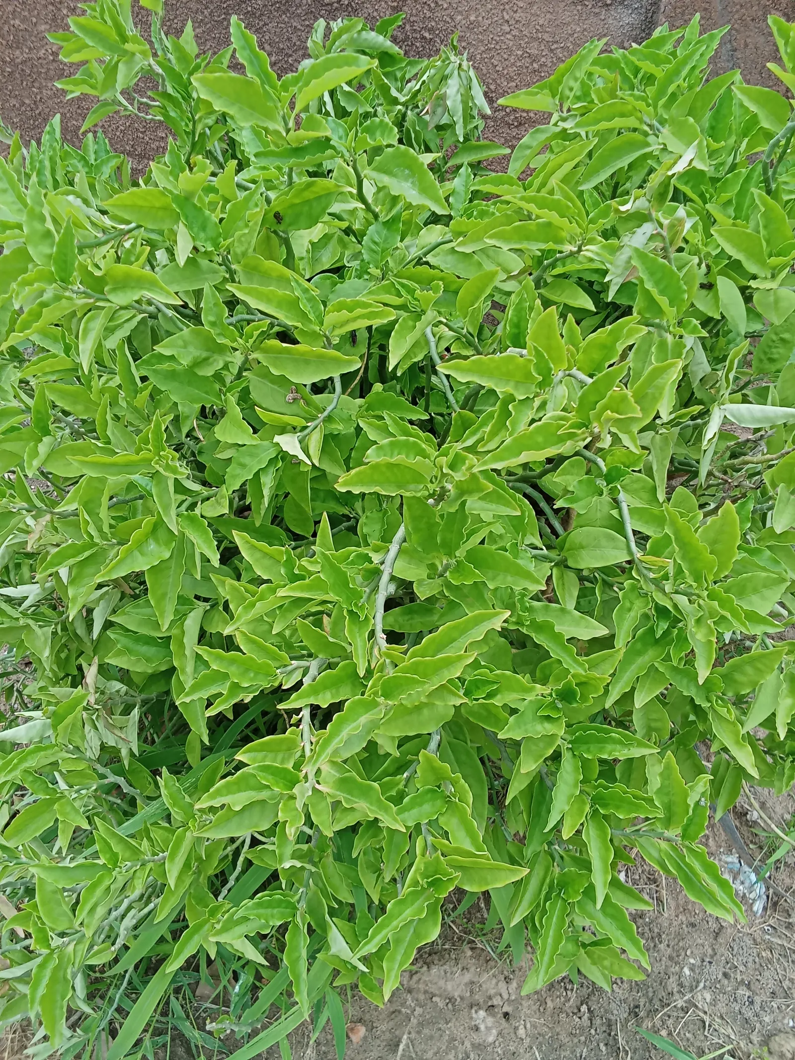 Slipper Plant (Pedilanthus Macrocarpus) — it adds an exotic touch to xeriscape gardens; however, the plant's key attraction is its curious, image 61