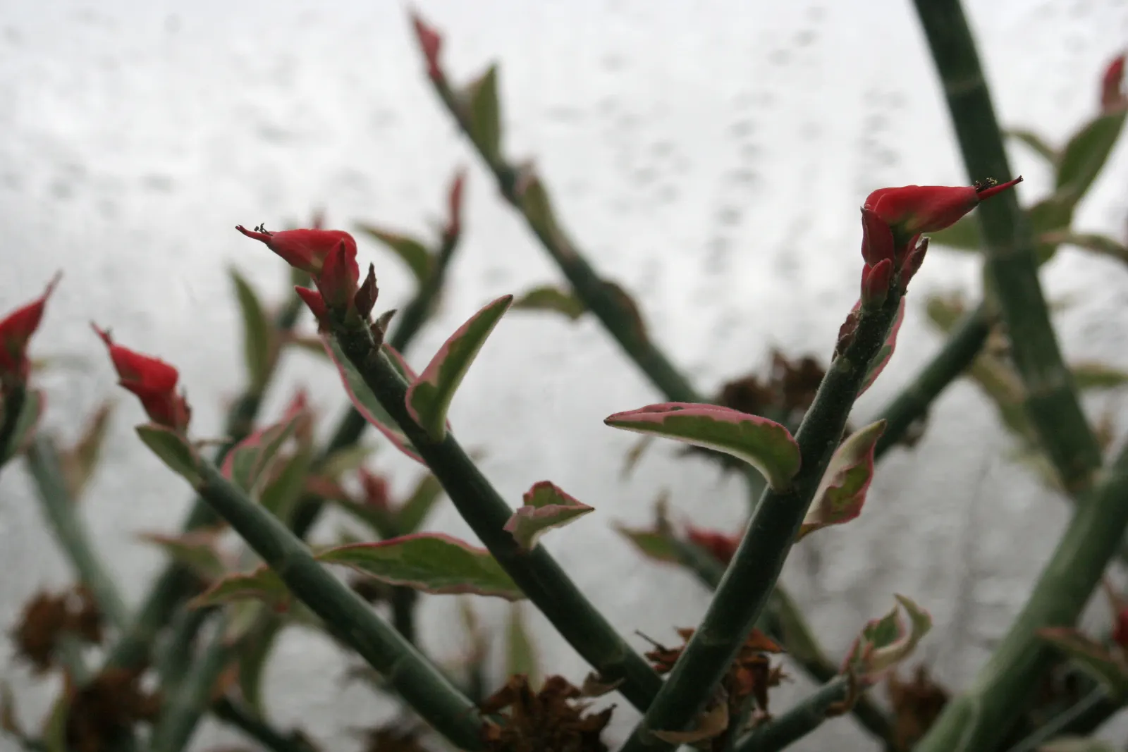 Slipper Plant (Pedilanthus Macrocarpus) — thriving in USDA zones 9-11; succulent with red blooms, image 62