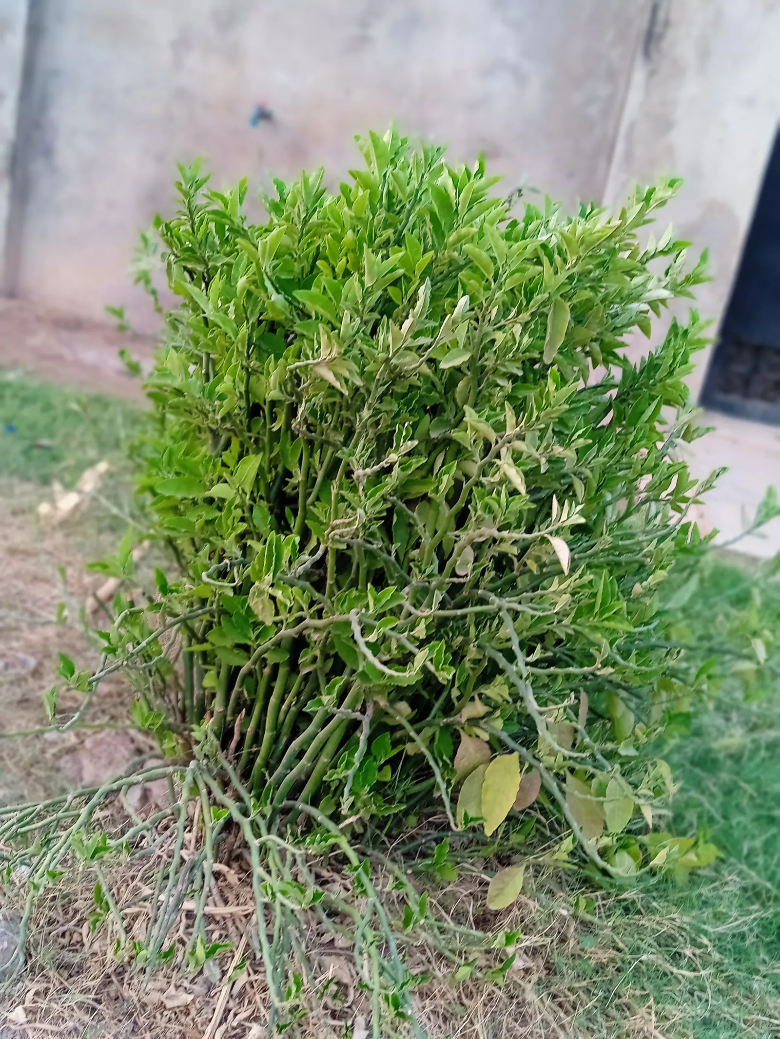 Slipper Plant (Pedilanthus Macrocarpus) — Keep away from pets, as it can be toxic if ingested; a low-maintenance and drought-tolerant choice