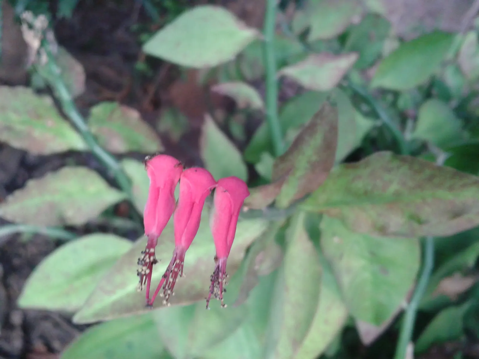 Slipper Plant (Pedilanthus Macrocarpus) — succulent with red blooms; thanks to its drought resistance