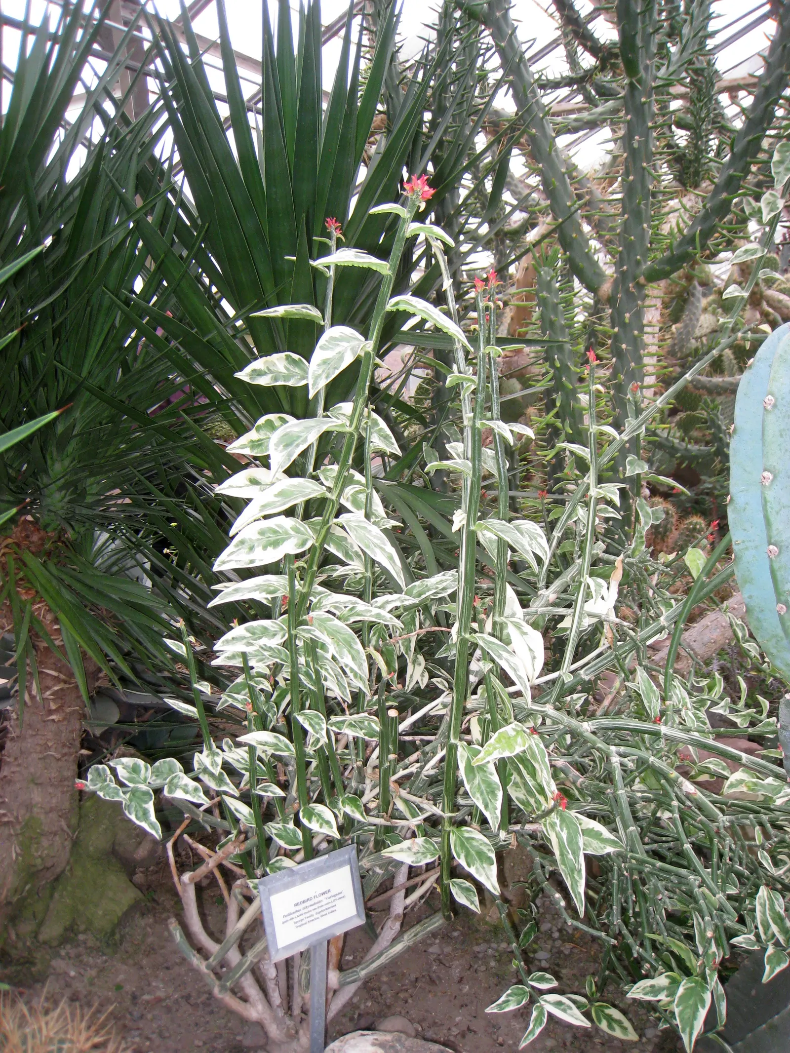 Slipper Plant (Pedilanthus Macrocarpus) — red flowers in the garden