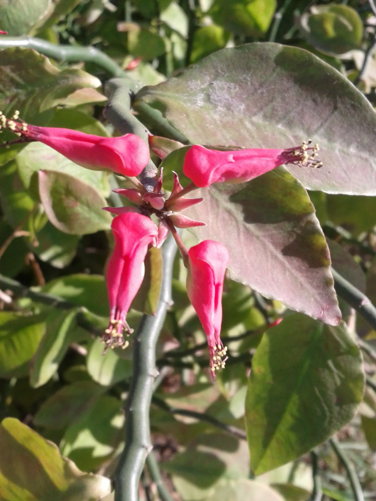 Slipper Plant (Pedilanthus Macrocarpus) — Moderate toxicity makes it less suitable for gardens frequented by pets or children, image 50