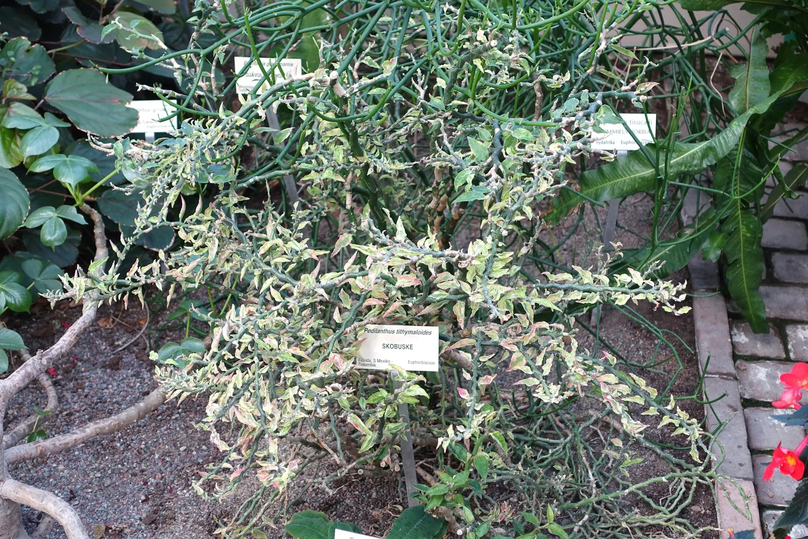 Slipper Plant (Pedilanthus Macrocarpus) — thriving in USDA zones 9-11; succulent with red blooms