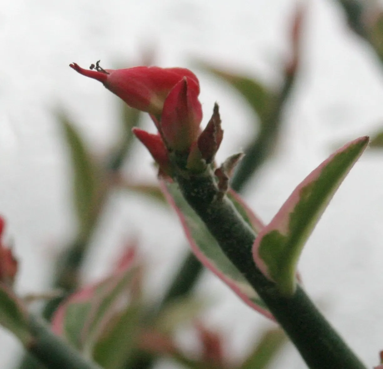 Slipper Plant (Pedilanthus Macrocarpus) — thriving in USDA zones 9-11