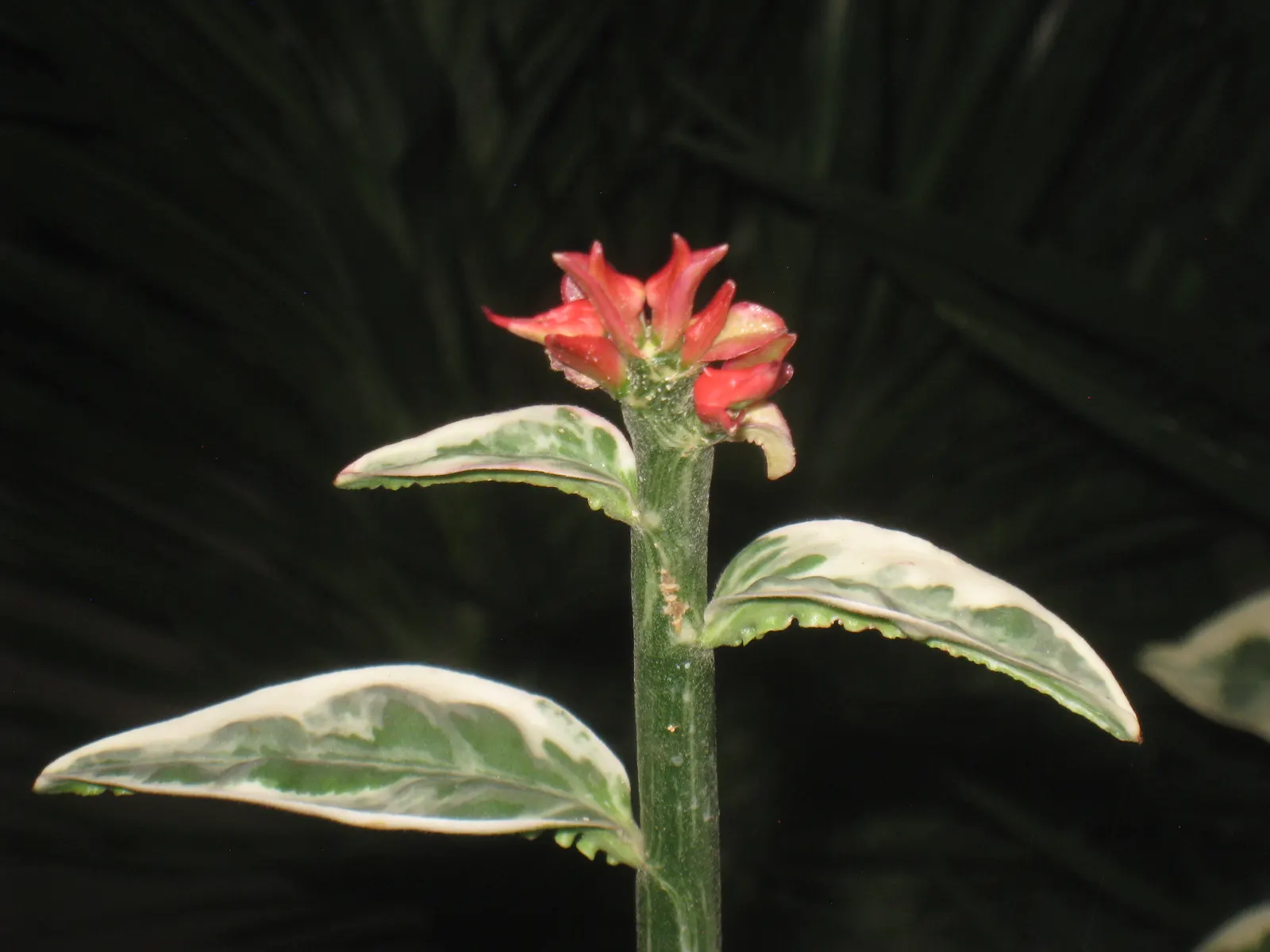 Slipper Plant (Pedilanthus Macrocarpus) — Moderate toxicity makes it less suitable for gardens frequented by pets or children