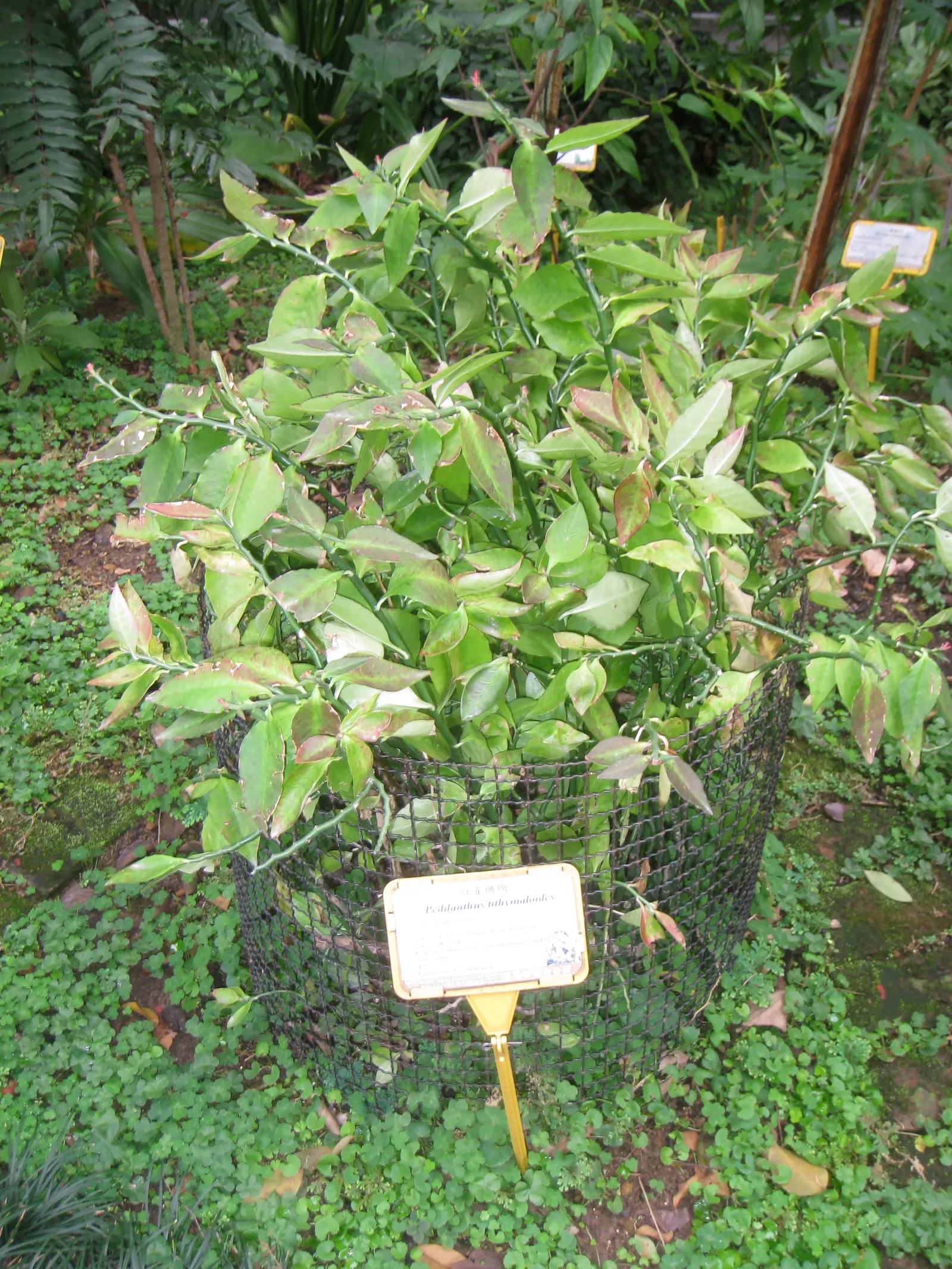 Slipper Plant (Pedilanthus Macrocarpus) — However, the plant's key attraction is its curious, slipper-shaped flowers