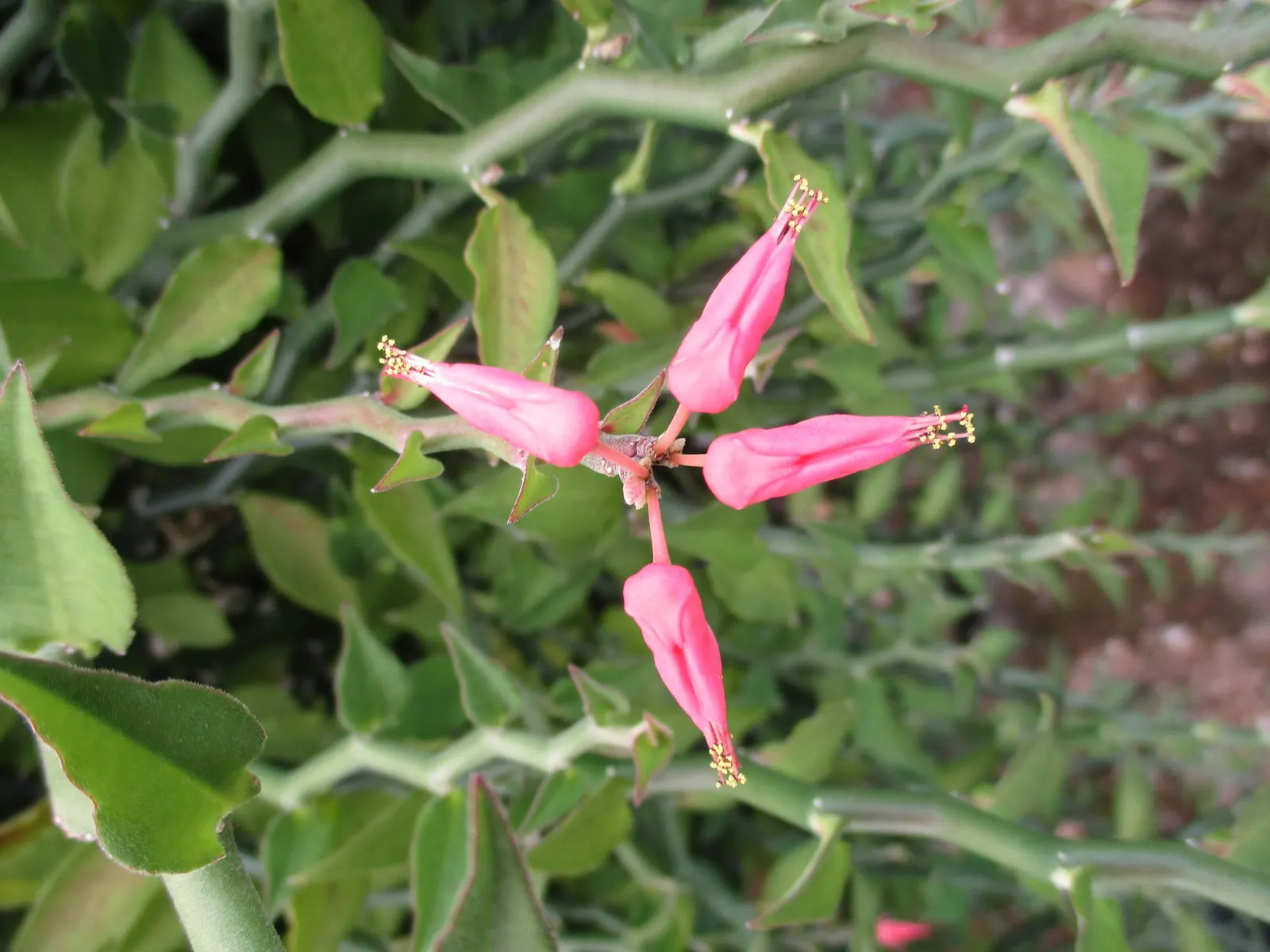 Slipper Plant (Pedilanthus Macrocarpus) — A low-maintenance and drought-tolerant choice; reaching heights of up to 3 to 5 feet with an equivalent spread