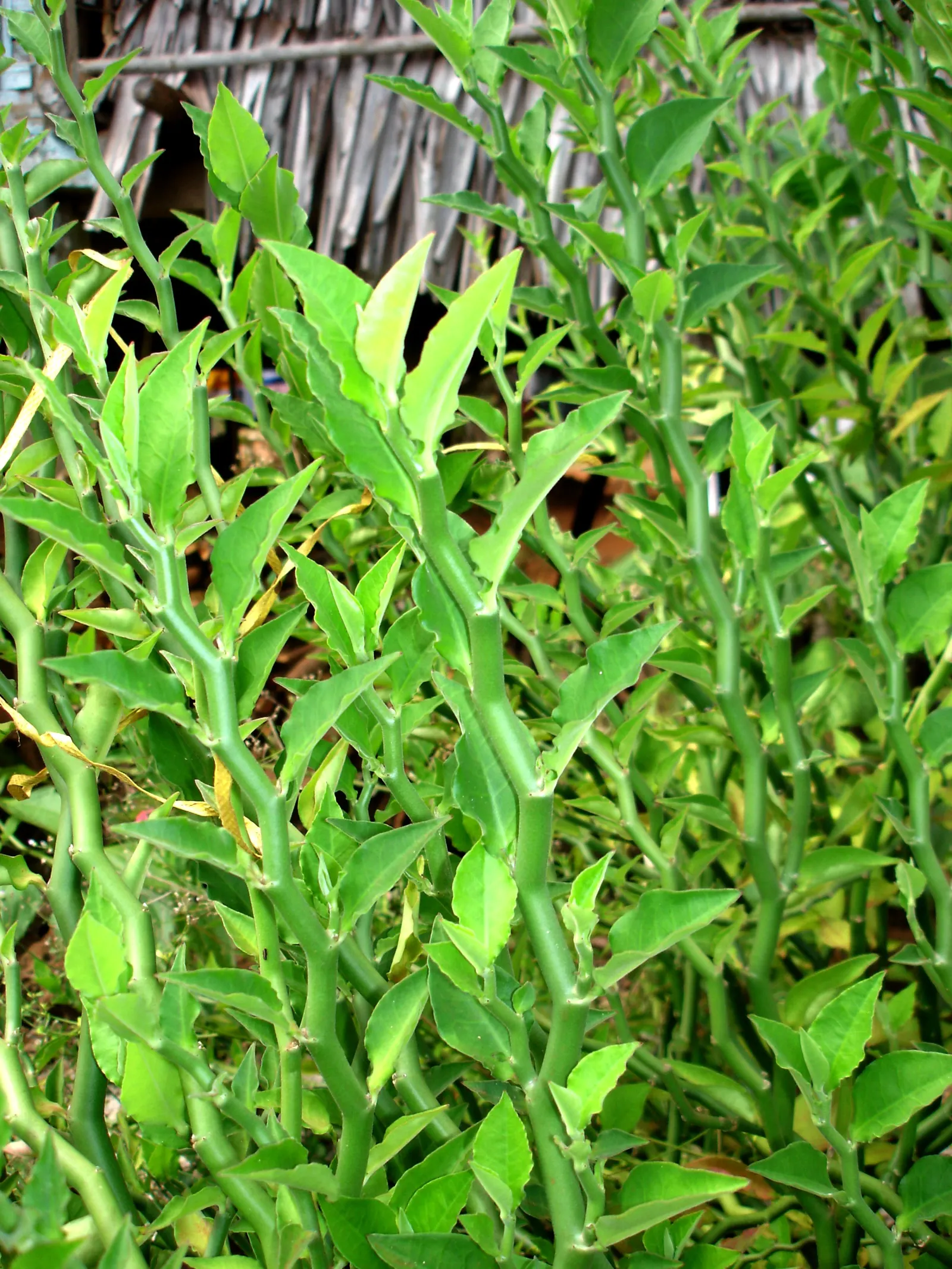 Slipper Plant (Pedilanthus Macrocarpus) — the Slipper Flower is well-suited to USDA Plant Hardiness Zones 9 through 11, image 41