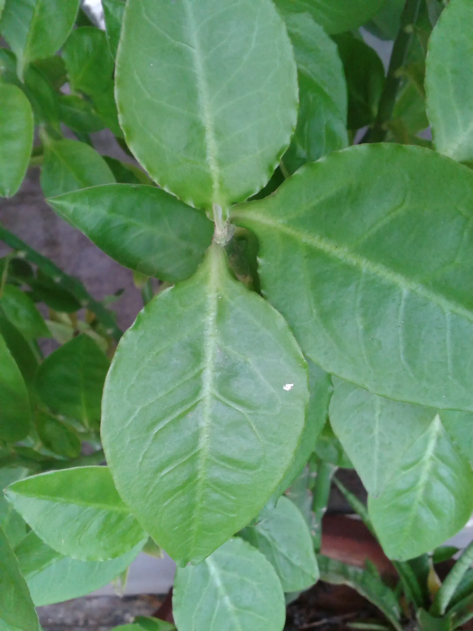 Slipper Plant (Pedilanthus Macrocarpus) — which may reach up to 1.5 to 2 inches in length; reaching 2-4 ft in height