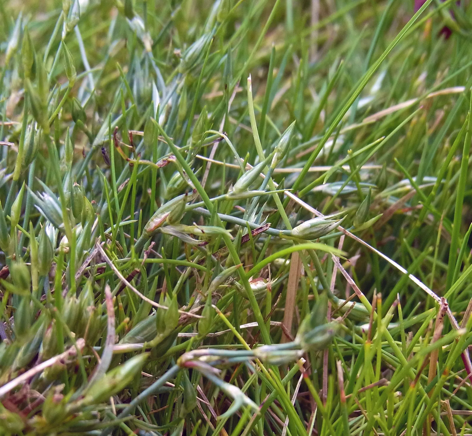 Common Rush (Juncus Effusus V. Brunneus) — It typically reaches a height of 2 to 4 feet with a spread of 1 to 2 feet