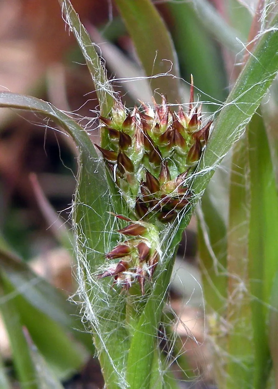 Common Rush (Juncus Effusus V. Brunneus) — appreciated for its robust and upright