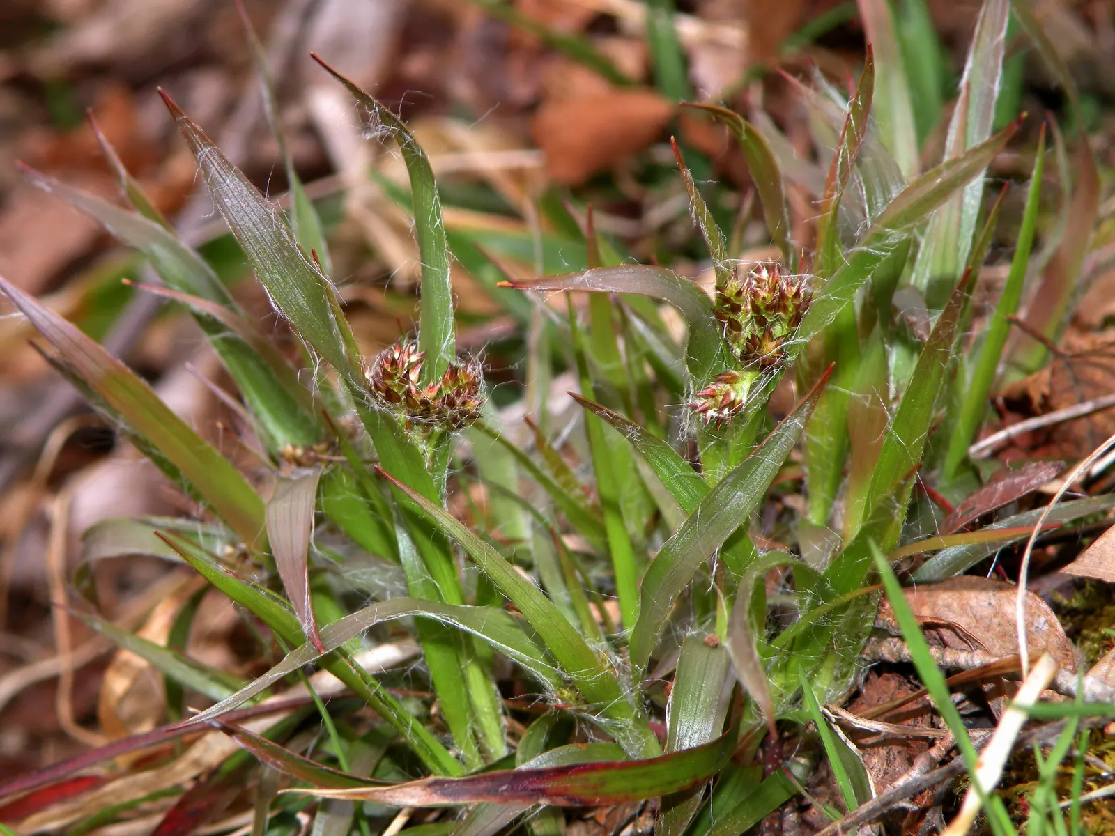 Common Rush (Juncus Effusus V. Brunneus) — Common Rush (Juncus effusus v