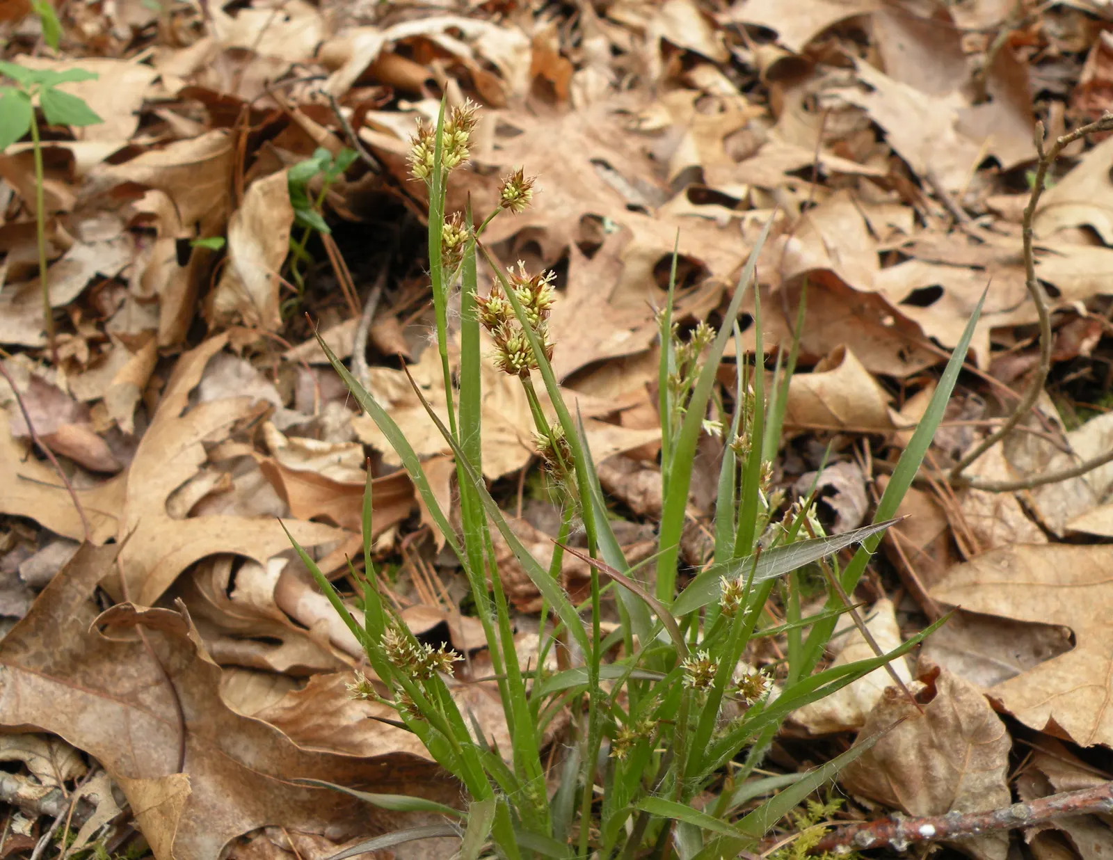 Common Rush (Juncus Effusus V. Brunneus) — brunneus) is an ornamental perennial grass-like plant
