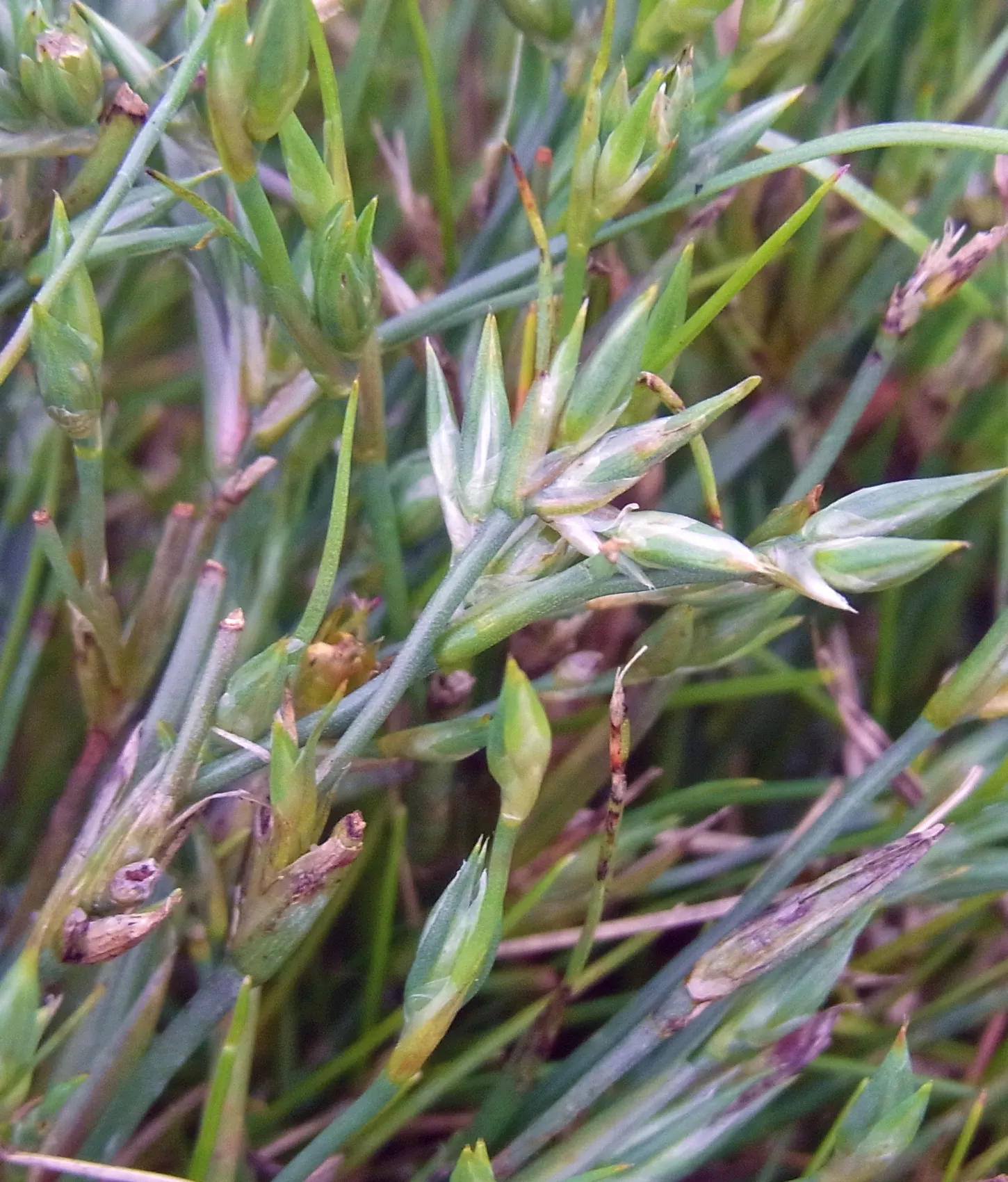 Common Rush (Juncus Effusus V. Brunneus) — This wetland species thrives in moist or boggy soils, full sun to partial shade