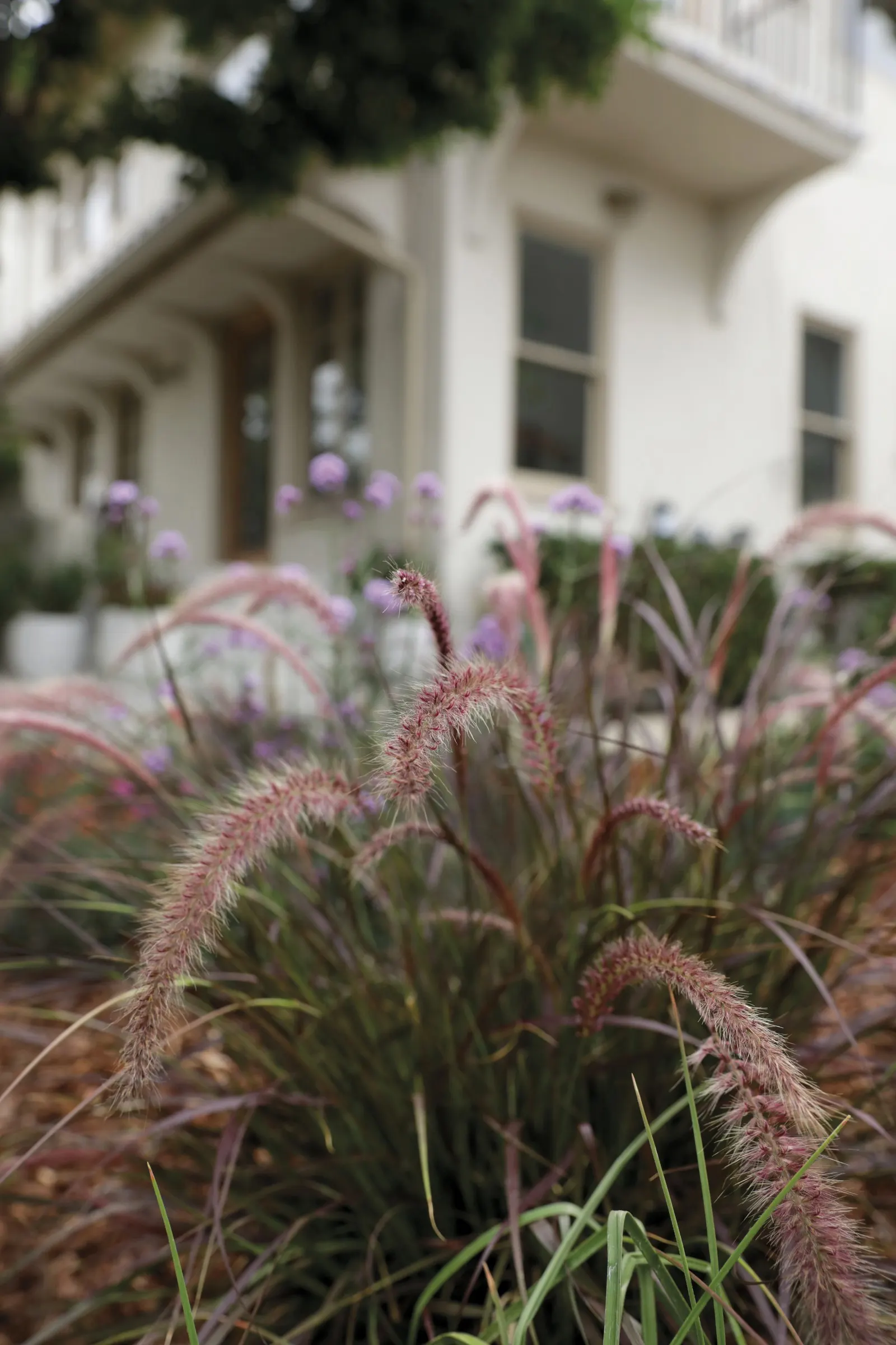 Meteor Shower® Verbena (Verbena bonariensis) — Deer resistance adds to its practical appeal