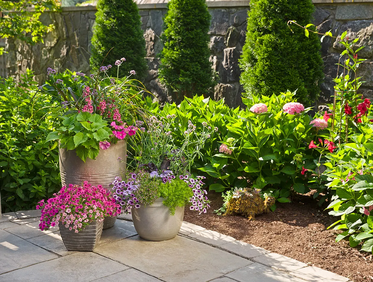 Blue Moon Punch™ Calibrachoa — with the strongest flowering where it receives generous light